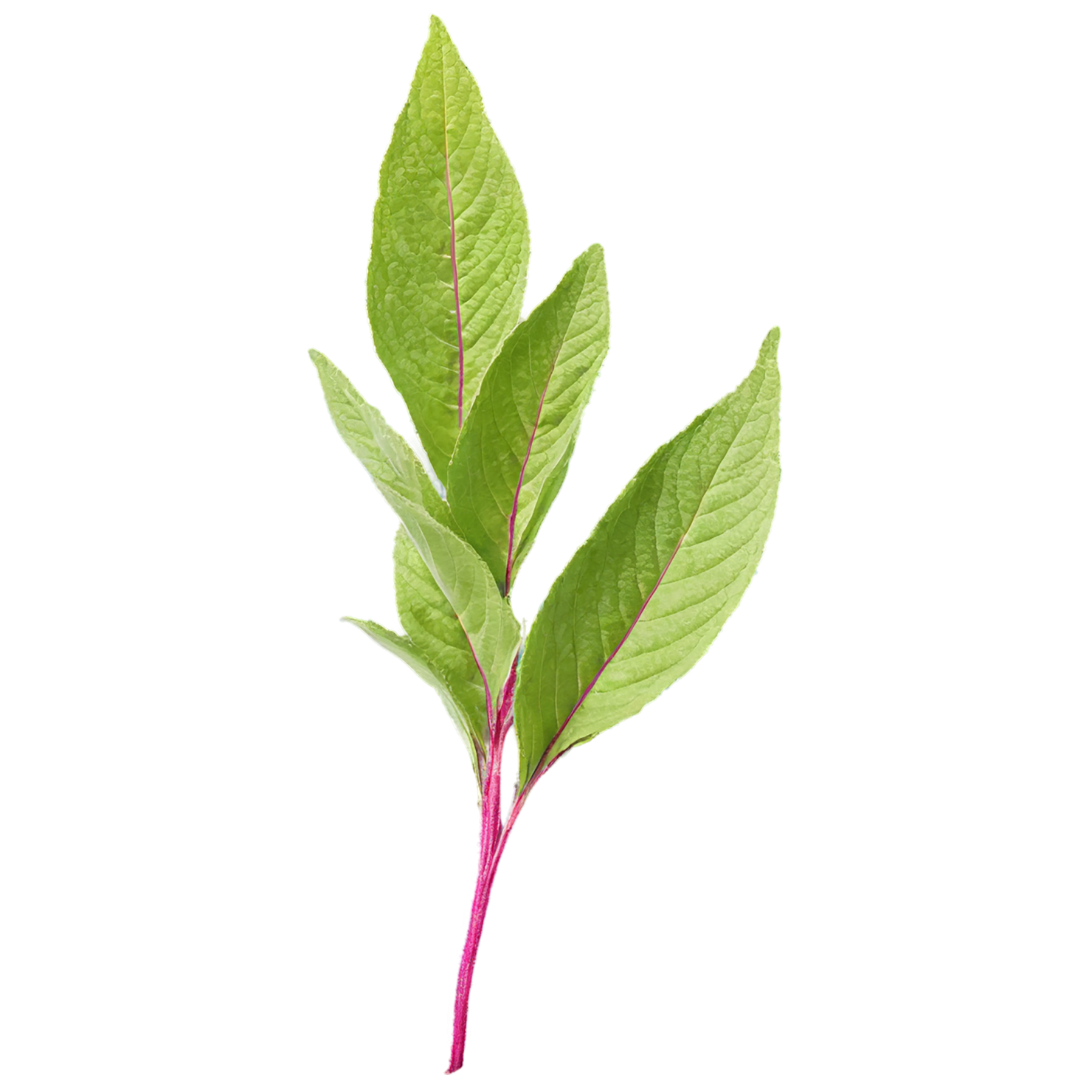 Amaranth grains isolated on transparent background, #6770