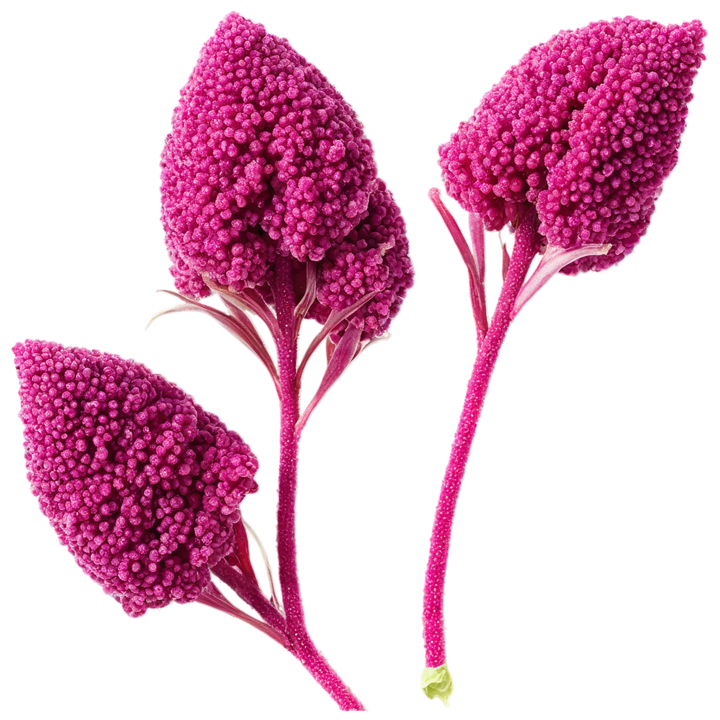 Amaranth grains isolated on transparent background, #6773