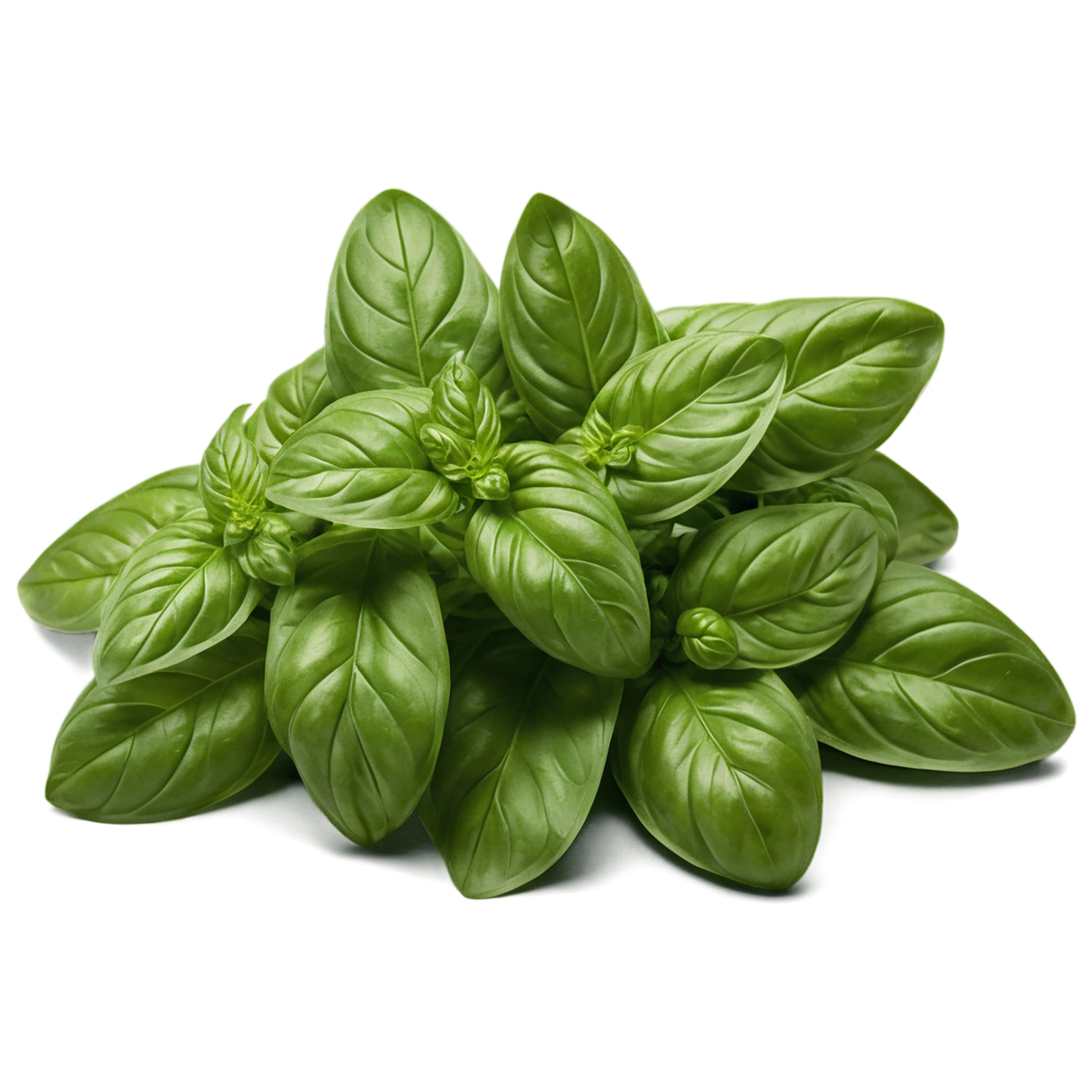 Basil Herbs isolated on transparent background, #6778
