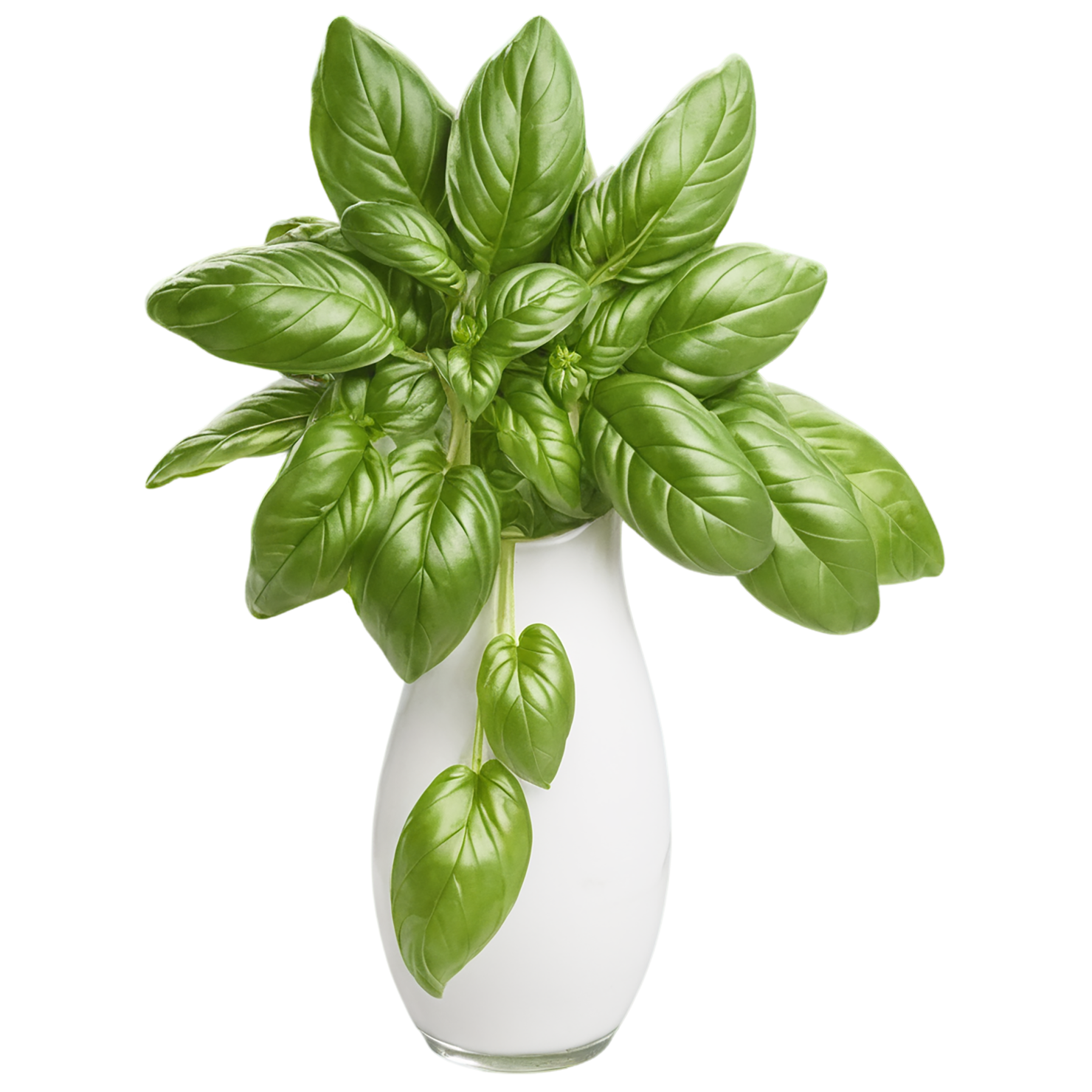 Basil Herbs isolated on transparent background, #6788
