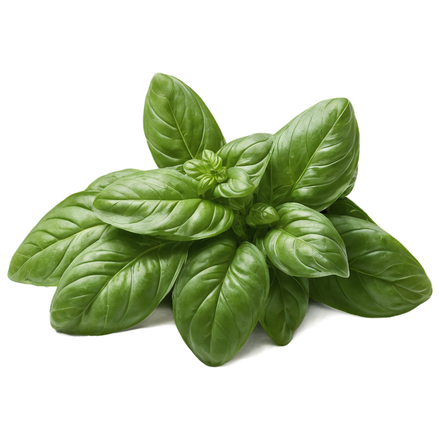 Basil Herbs isolated on transparent background, #6793