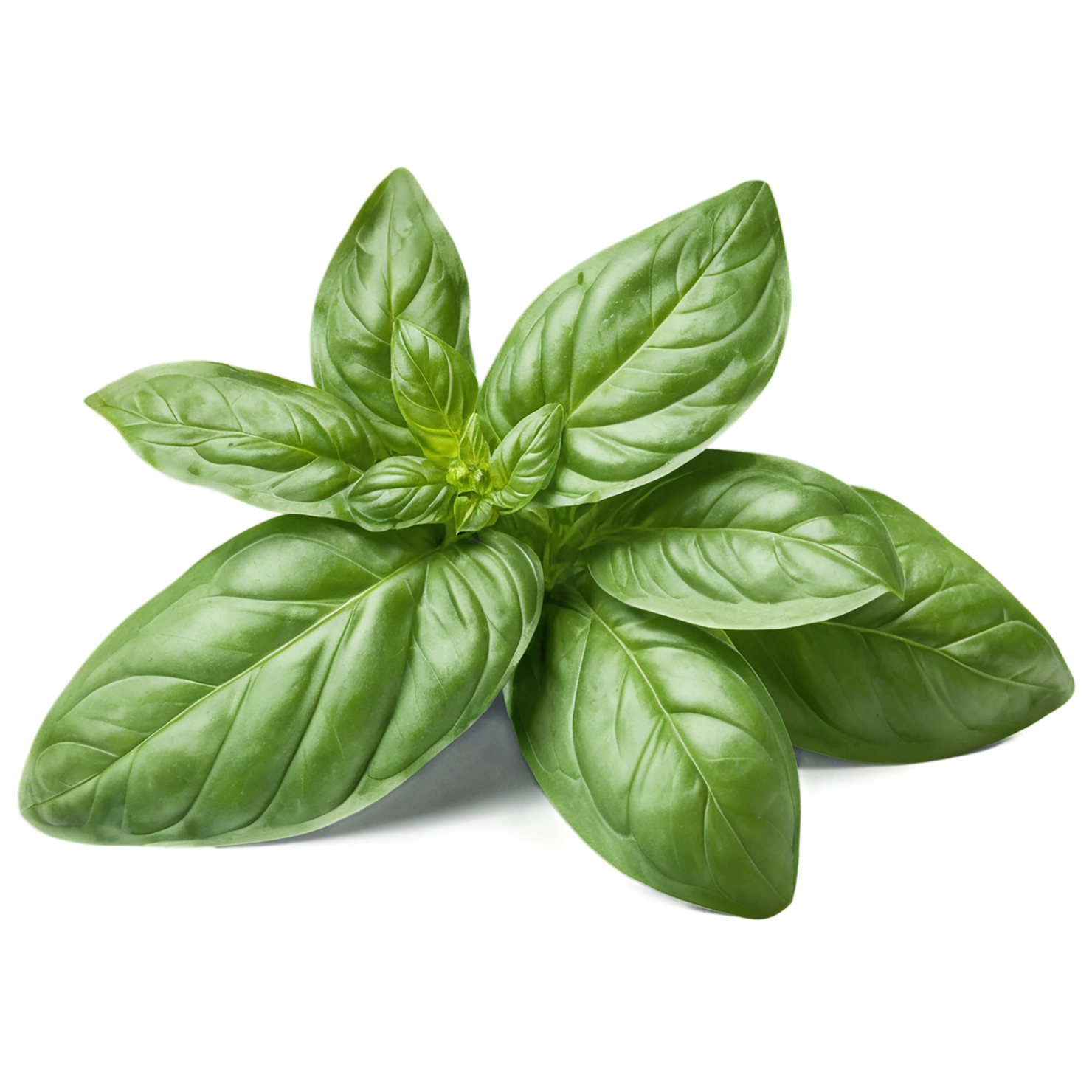 Basil Herbs isolated on transparent background, #6795