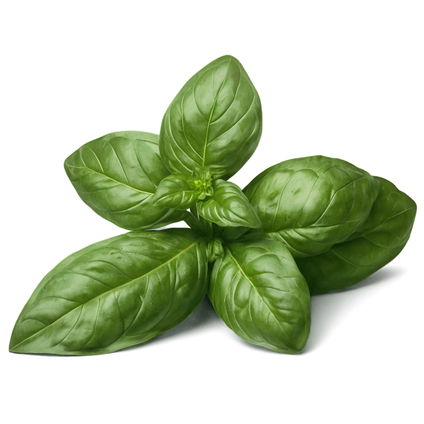 Basil Herbs isolated on transparent background, #6796