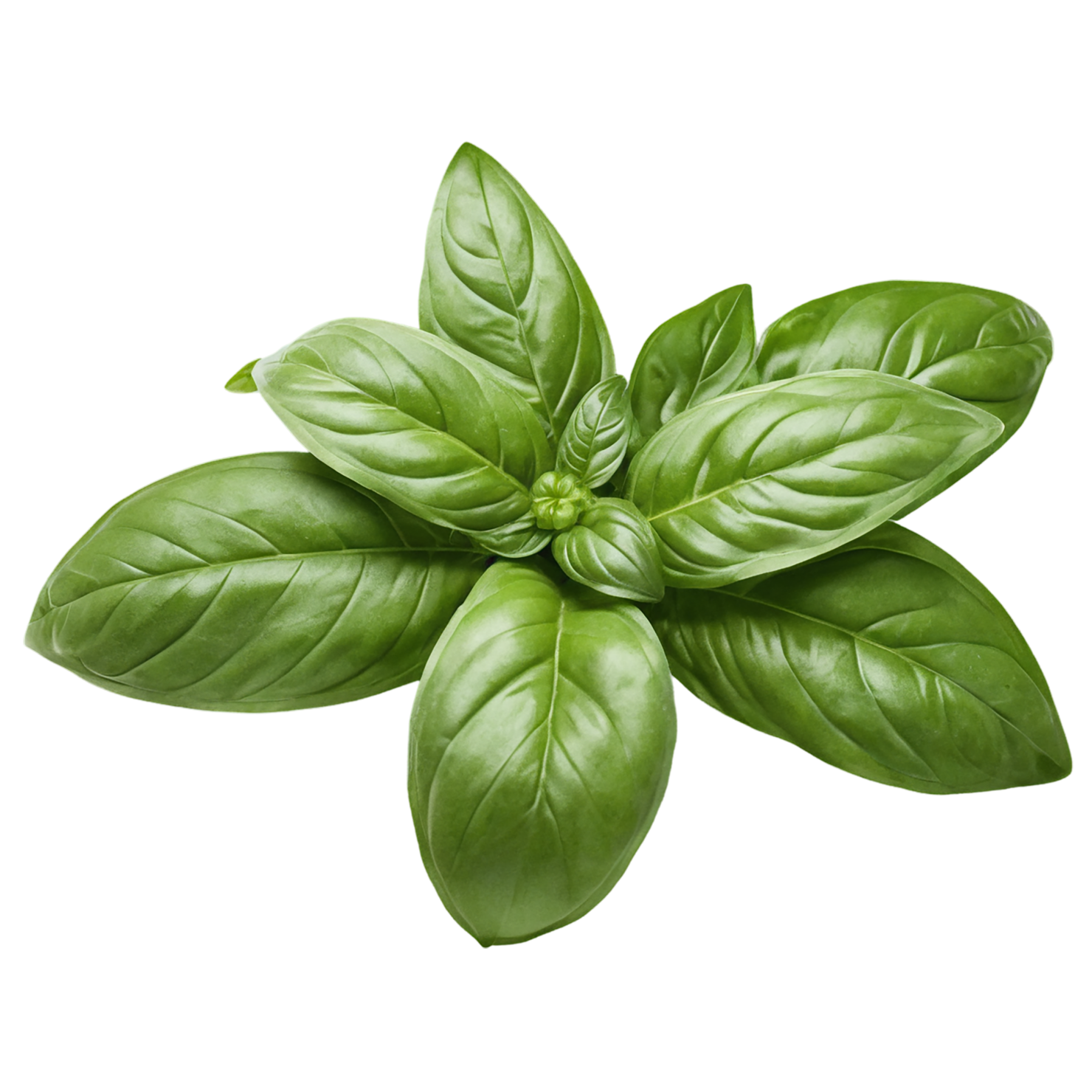 Basil Herbs isolated on transparent background, #6797