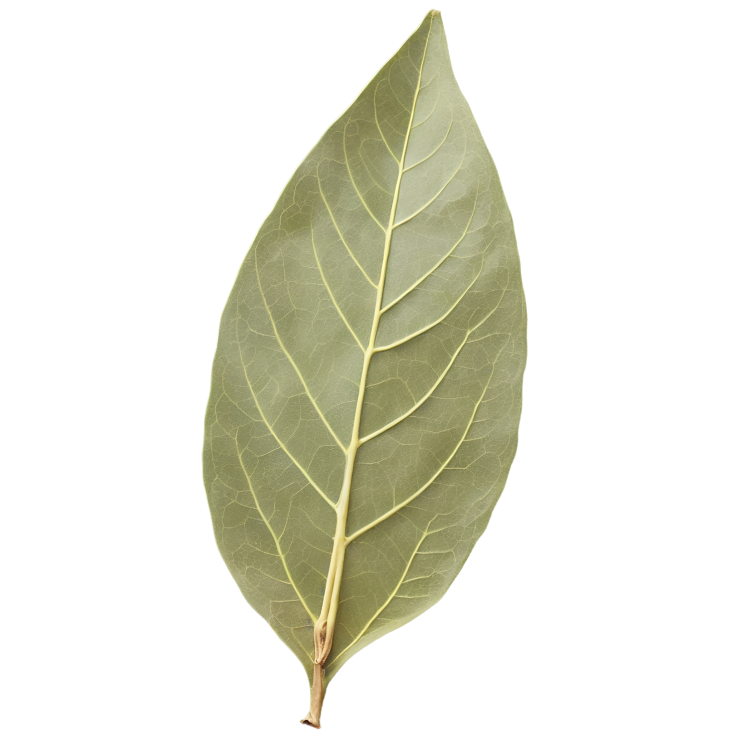 Bay leaves Herbs isolated on transparent background, #6809