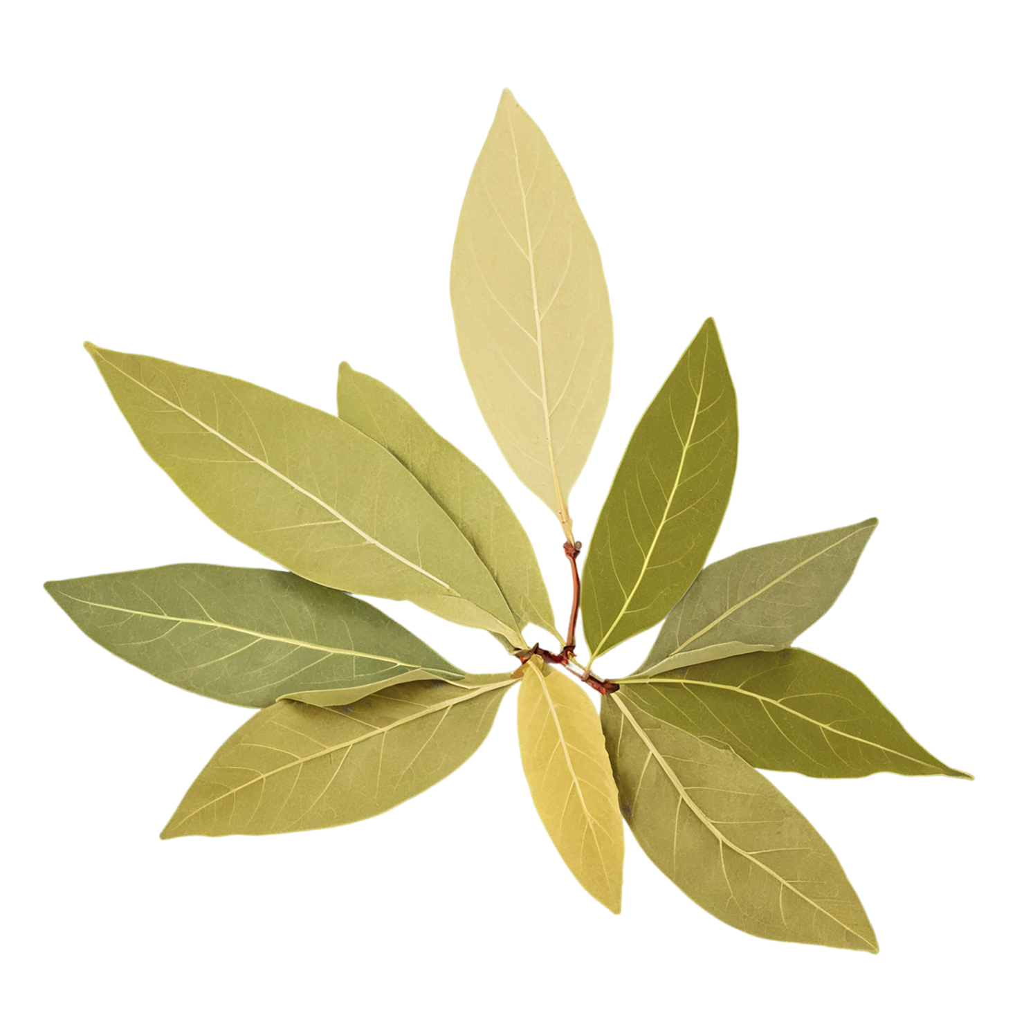 Bay leaves Herbs isolated on transparent background, #6811
