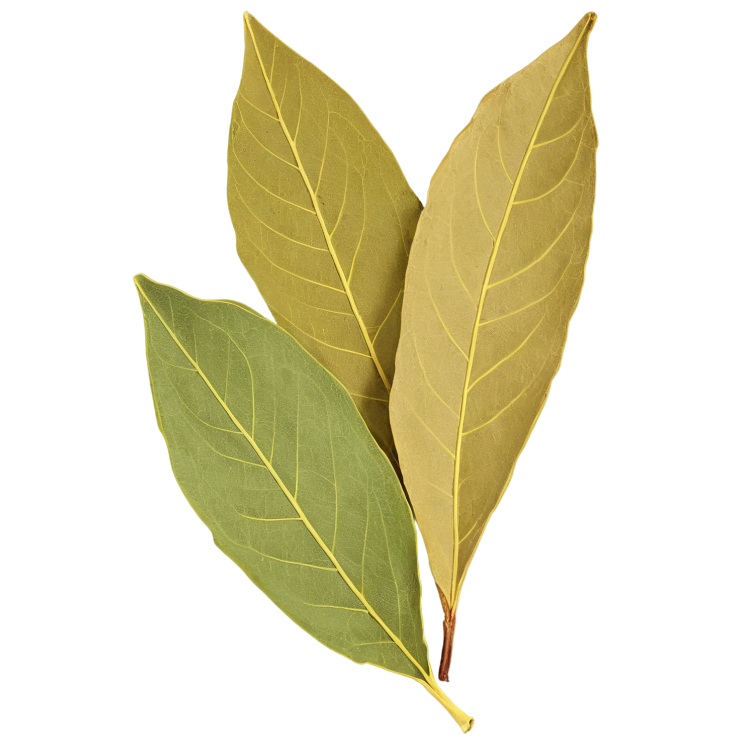 Bay leaves Herbs isolated on transparent background, #6812
