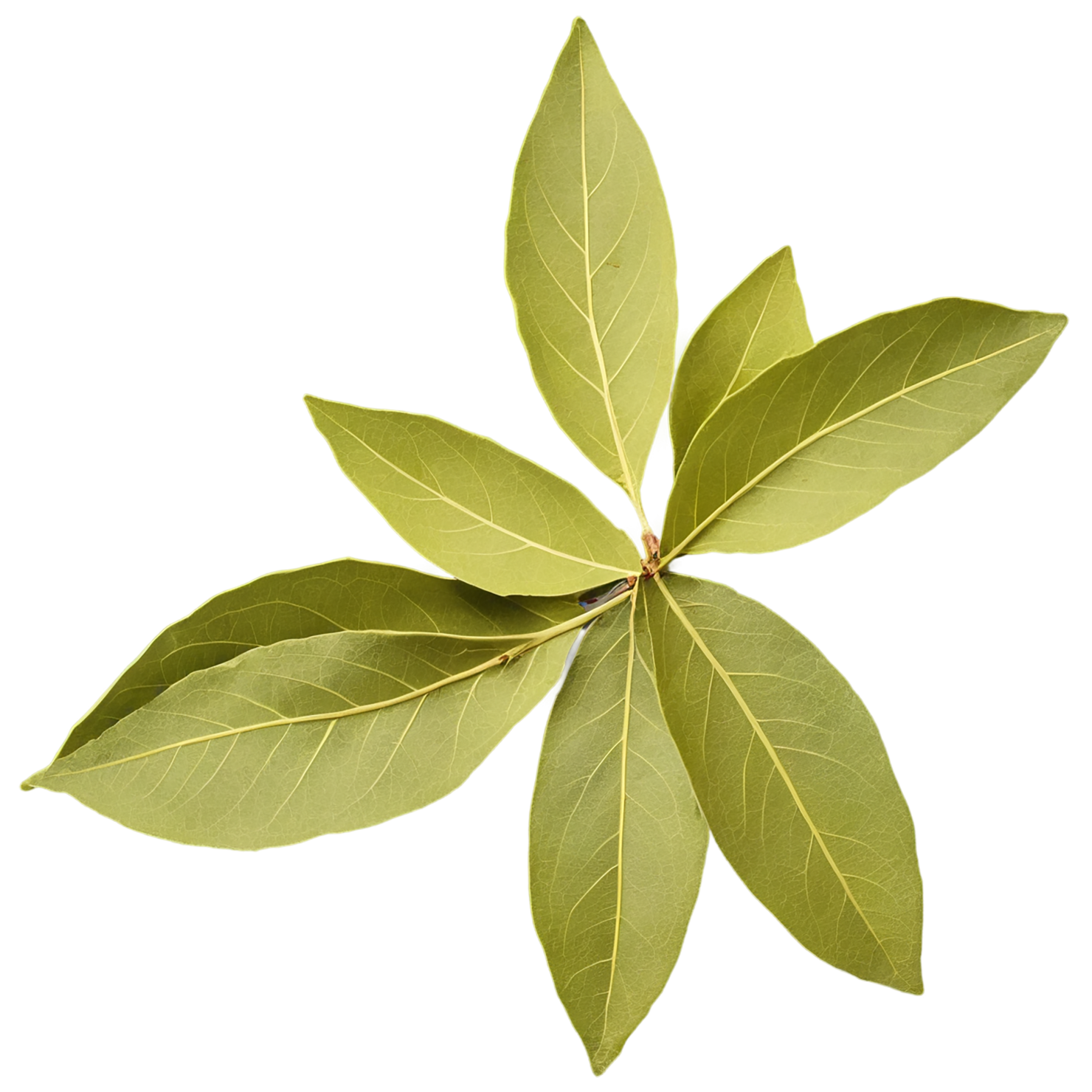 Bay leaves Herbs isolated on transparent background, #6813