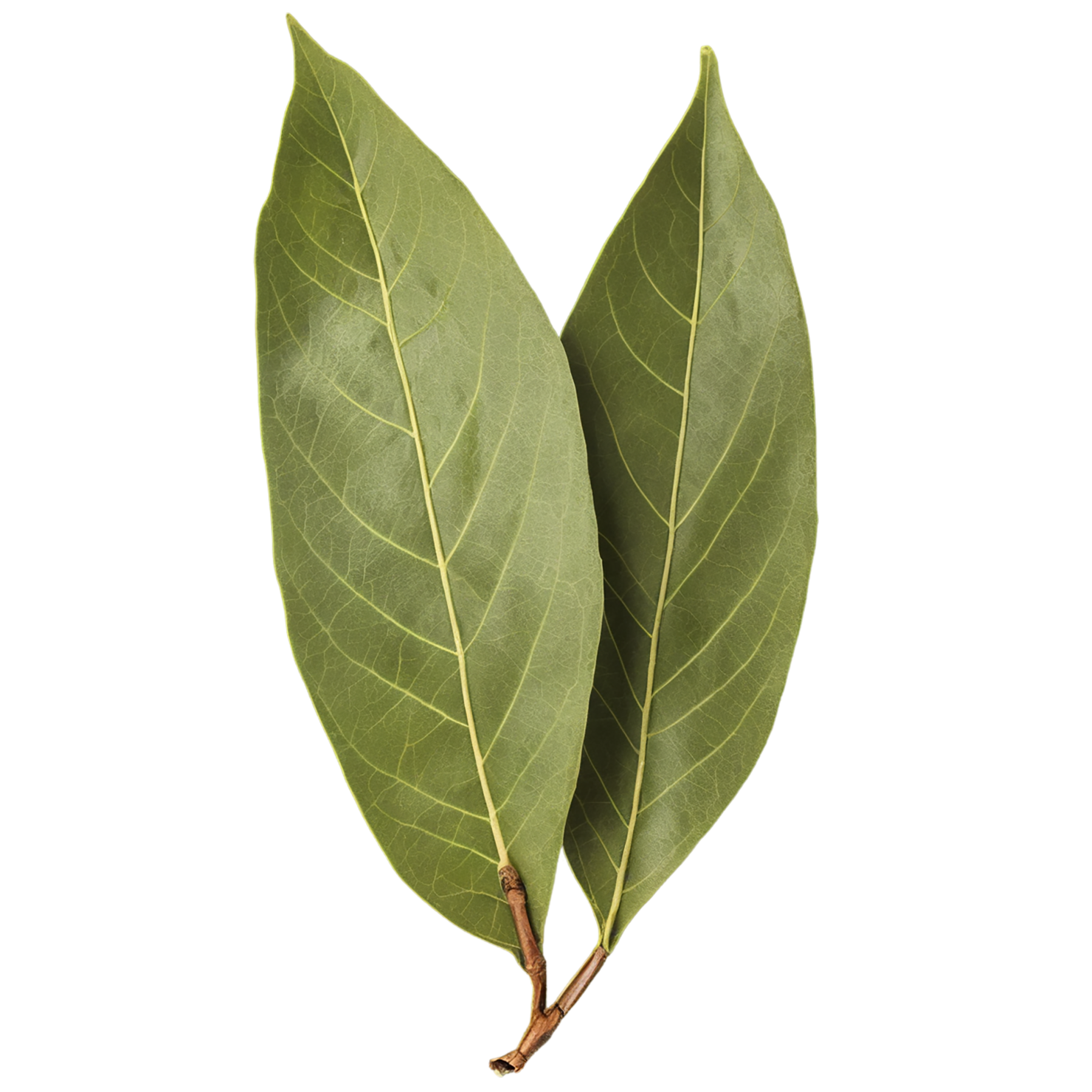 Bay leaves Herbs isolated on transparent background, #6814