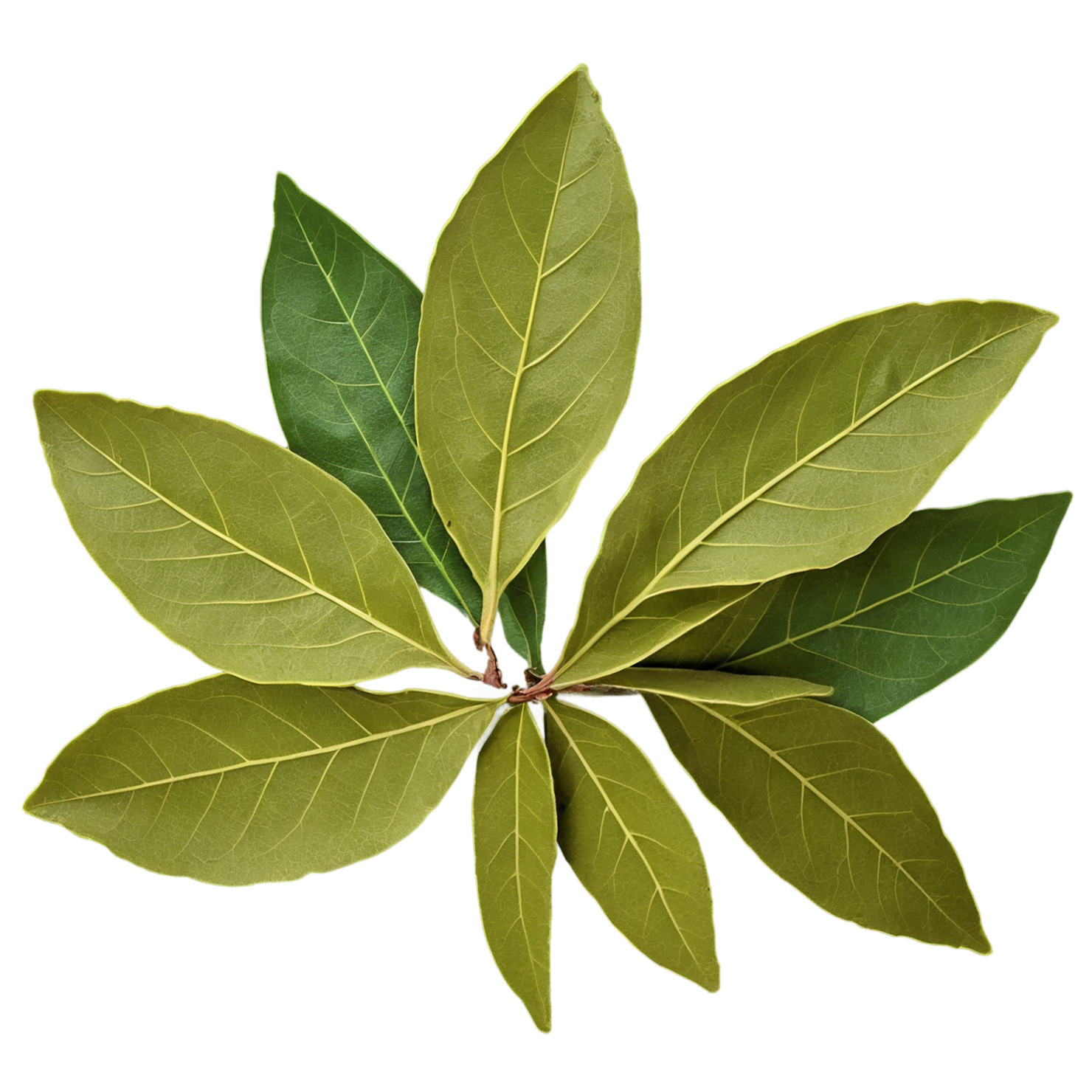 Bay leaves Herbs isolated on transparent background, #6817