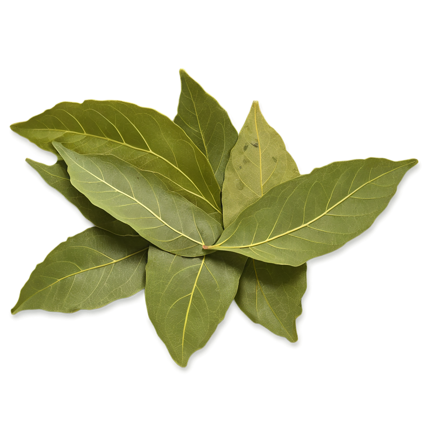 Bay leaves Herbs isolated on transparent background, #6819