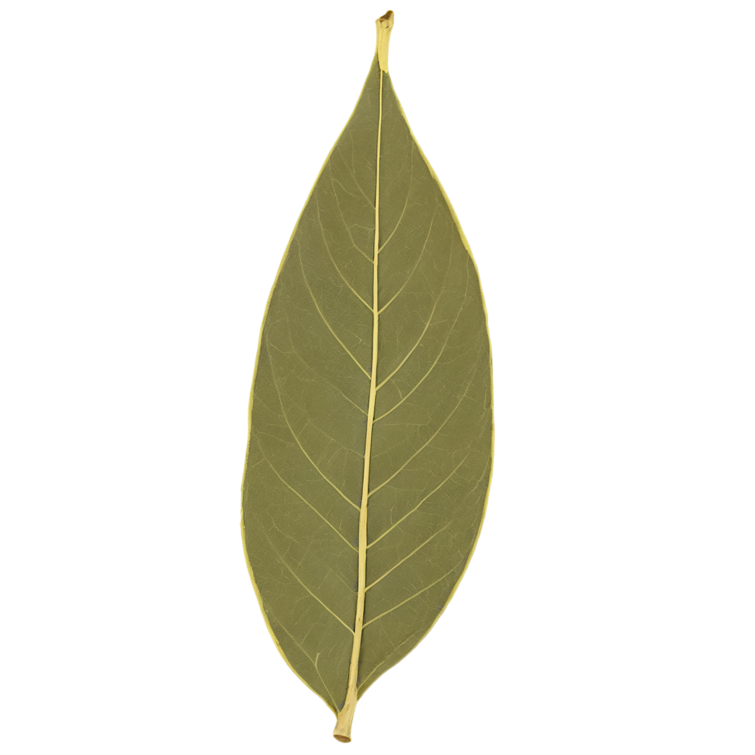 Bay leaves Herbs isolated on transparent background, #6820