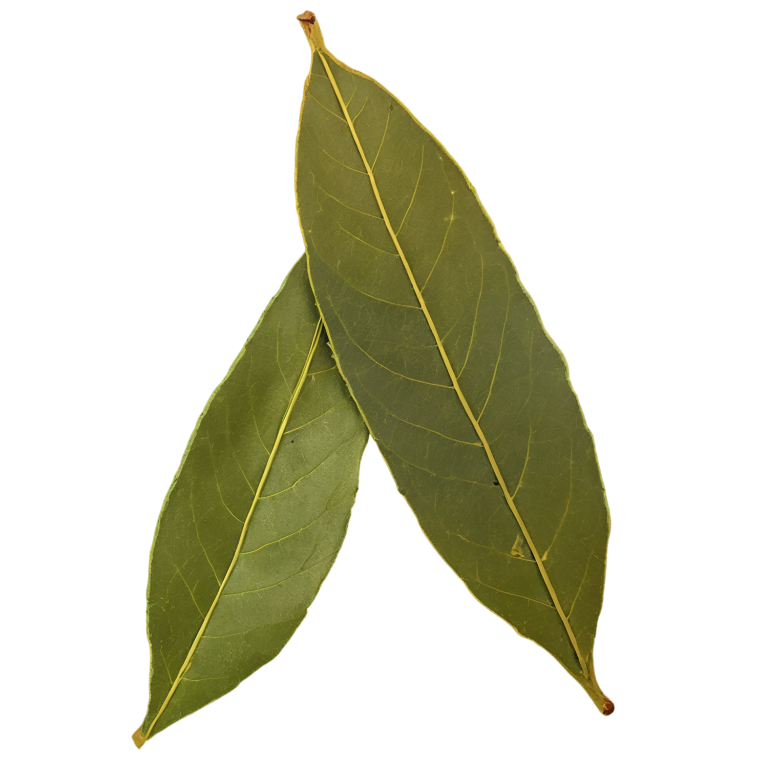 Bay leaves Herbs isolated on transparent background, #6821