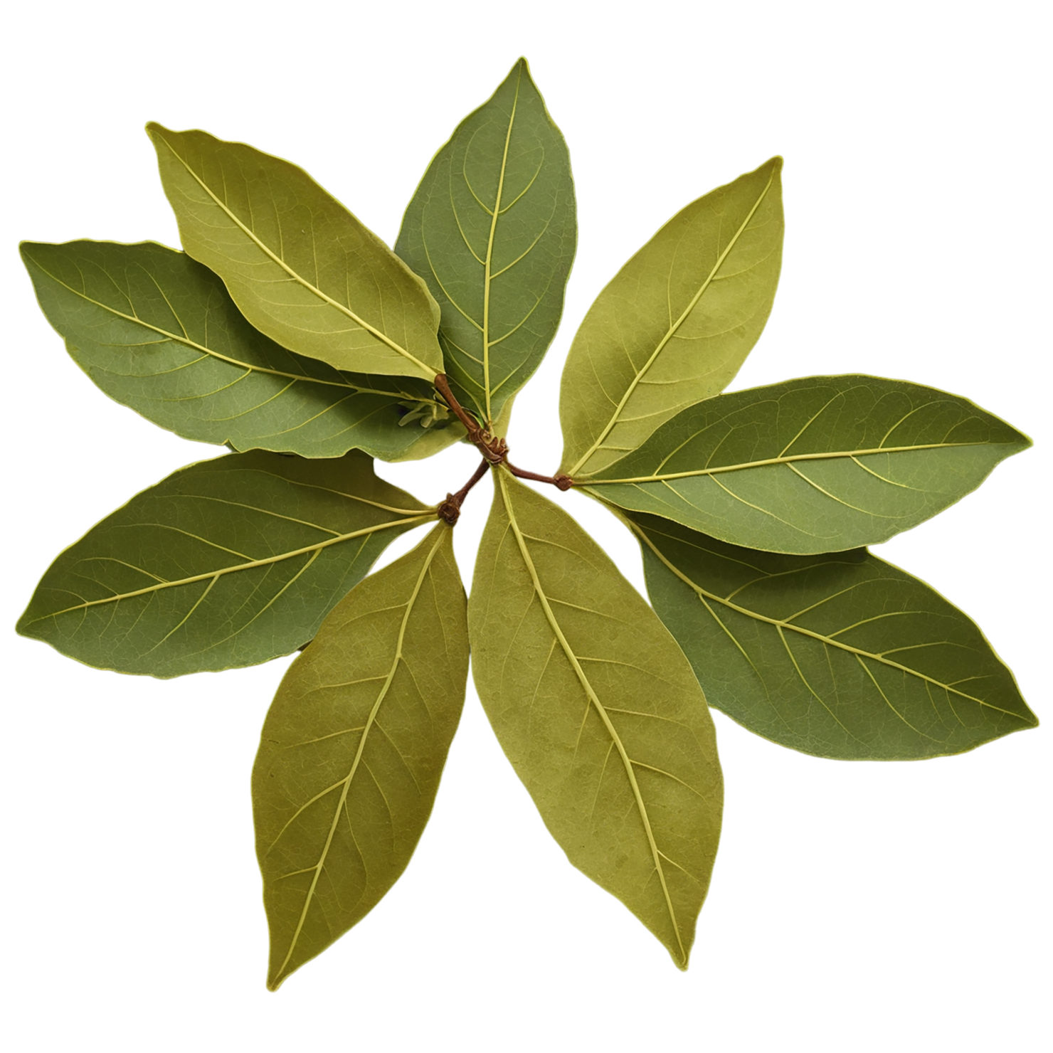 Bay leaves Herbs isolated on transparent background, #6825
