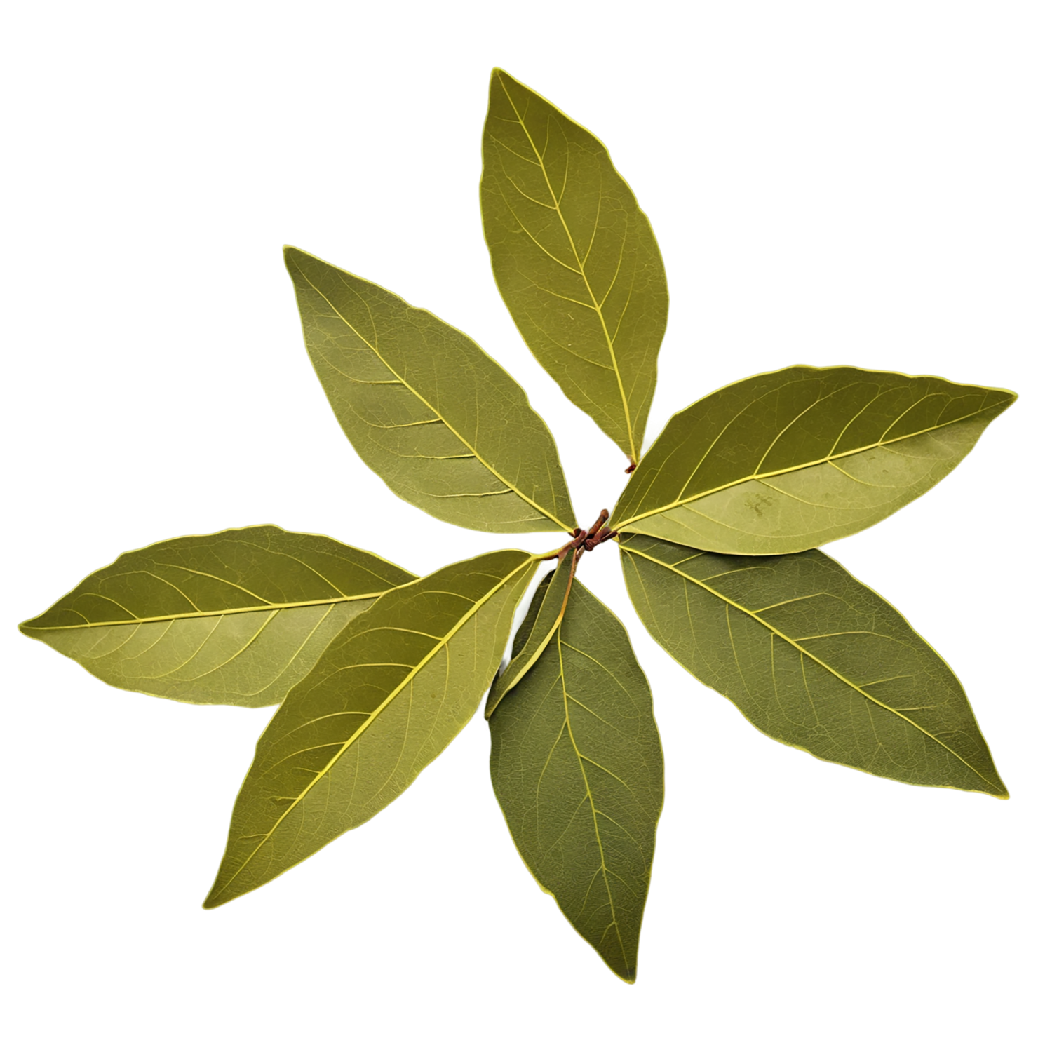 Bay leaves Herbs isolated on transparent background, #6828
