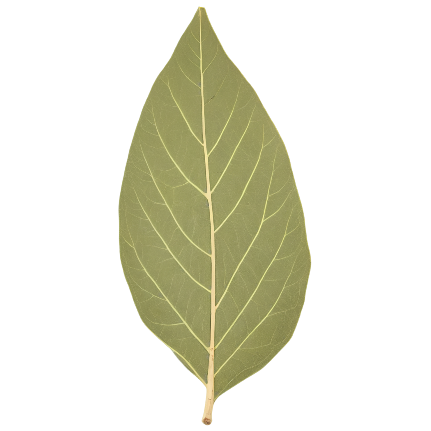 Bay leaves Herbs isolated on transparent background, #6829