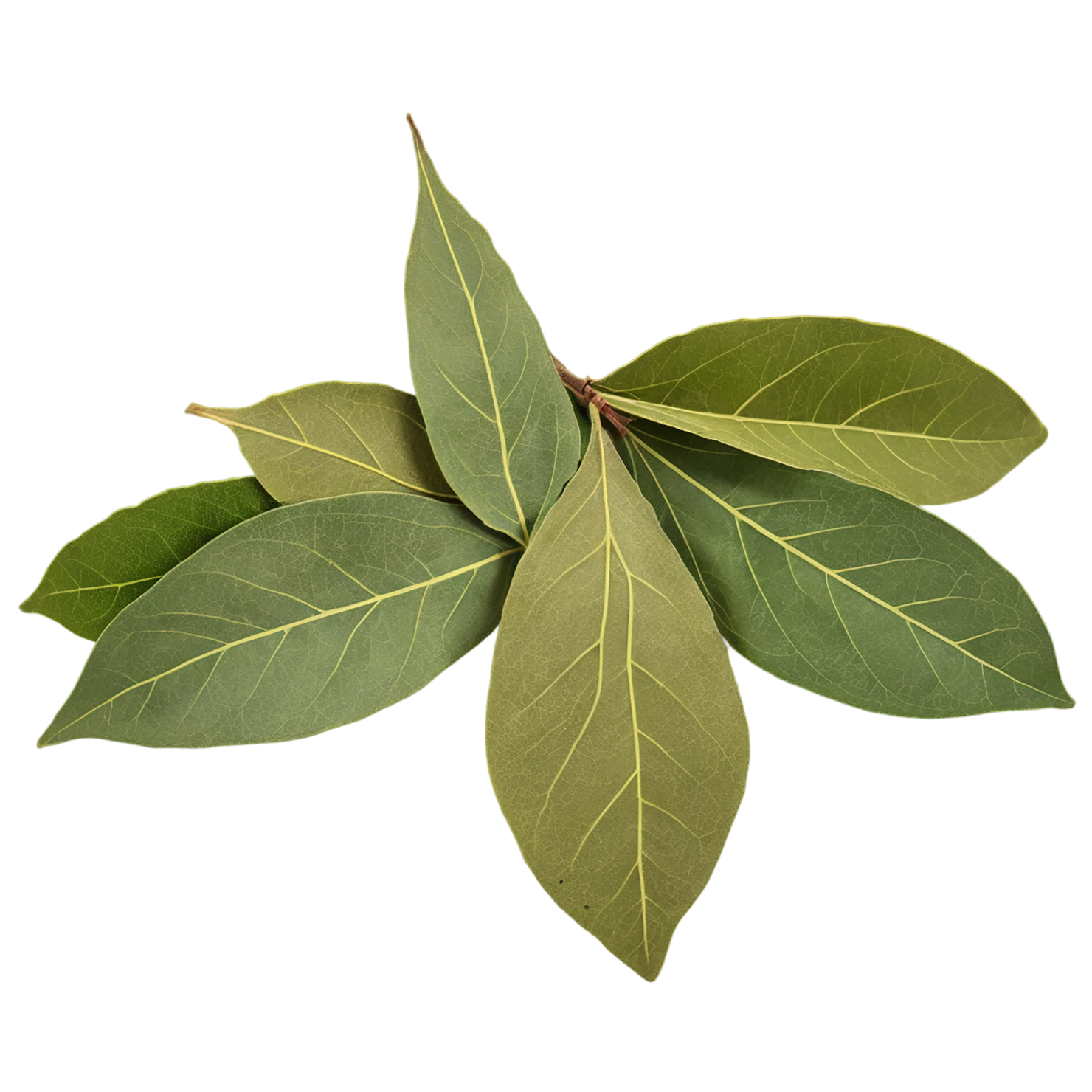 Bay leaves Herbs isolated on transparent background, #6830