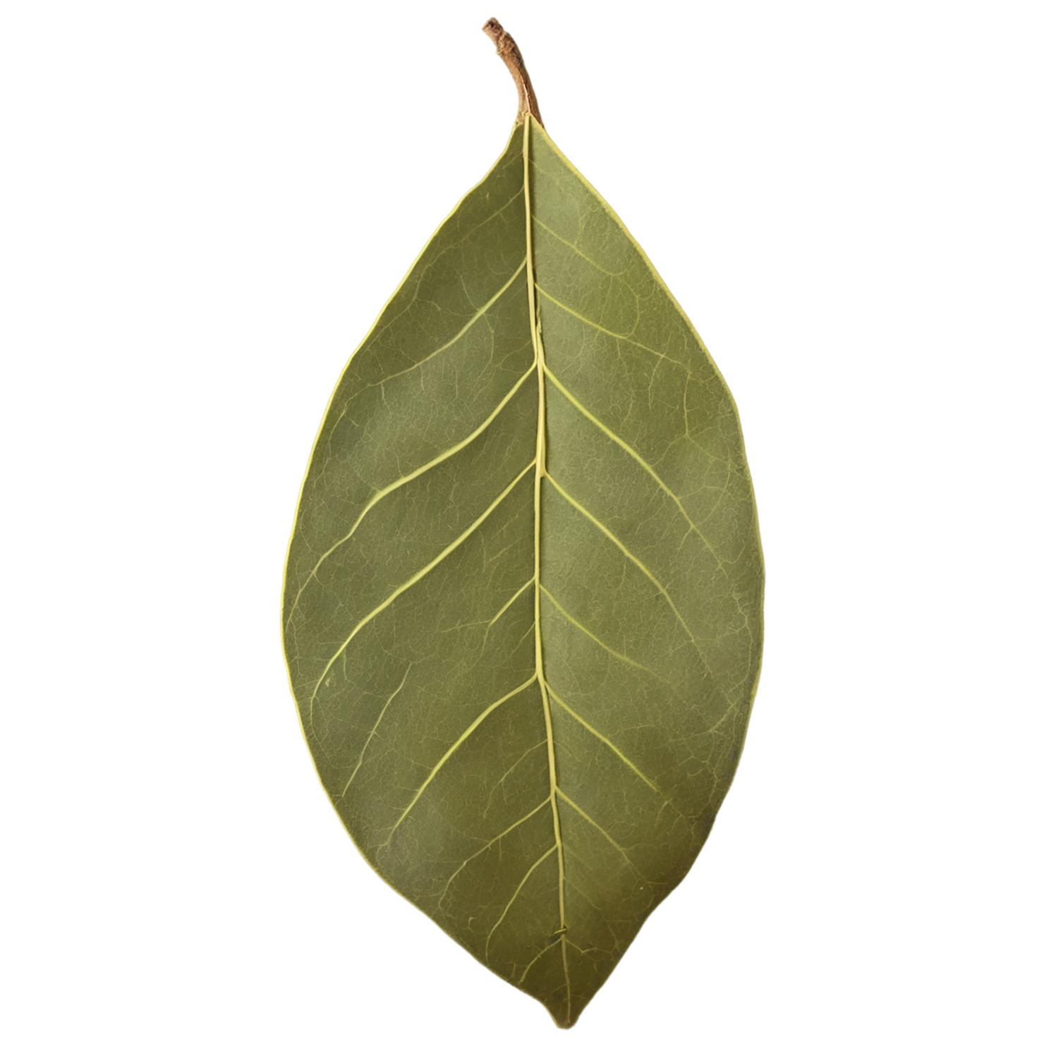 Bay leaves Herbs isolated on transparent background, #6833