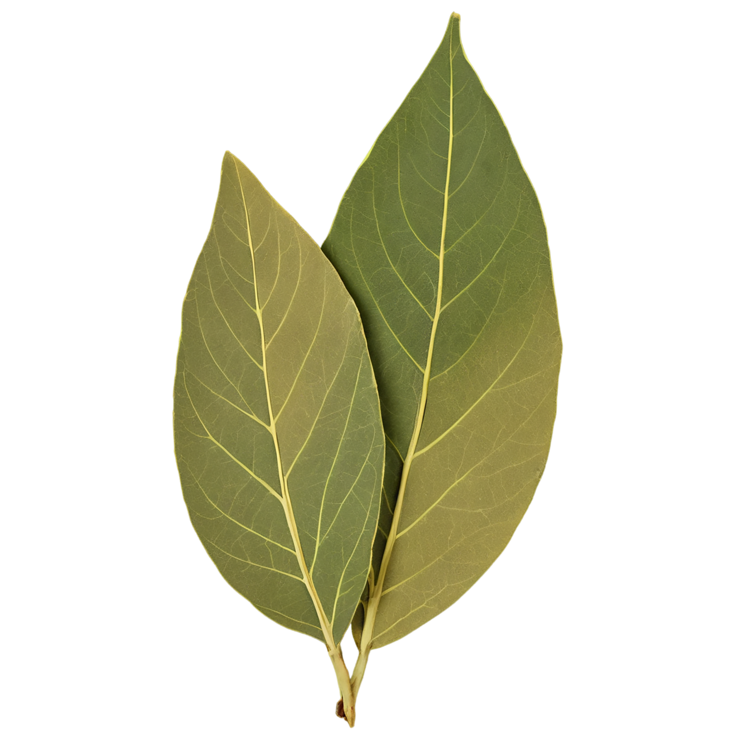 Bay leaves Herbs isolated on transparent background, #6834