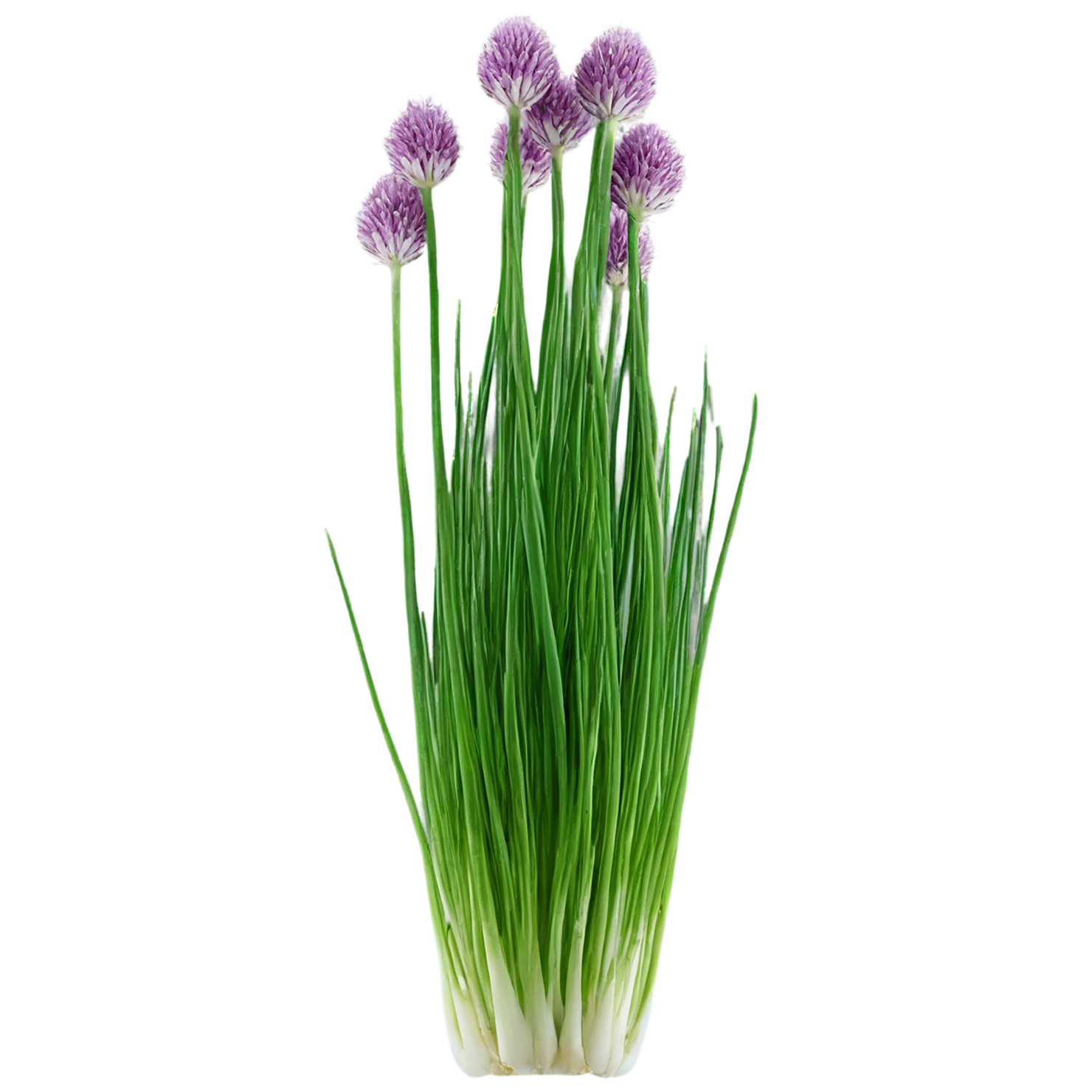 Chives Herbs isolated on transparent background, #6835