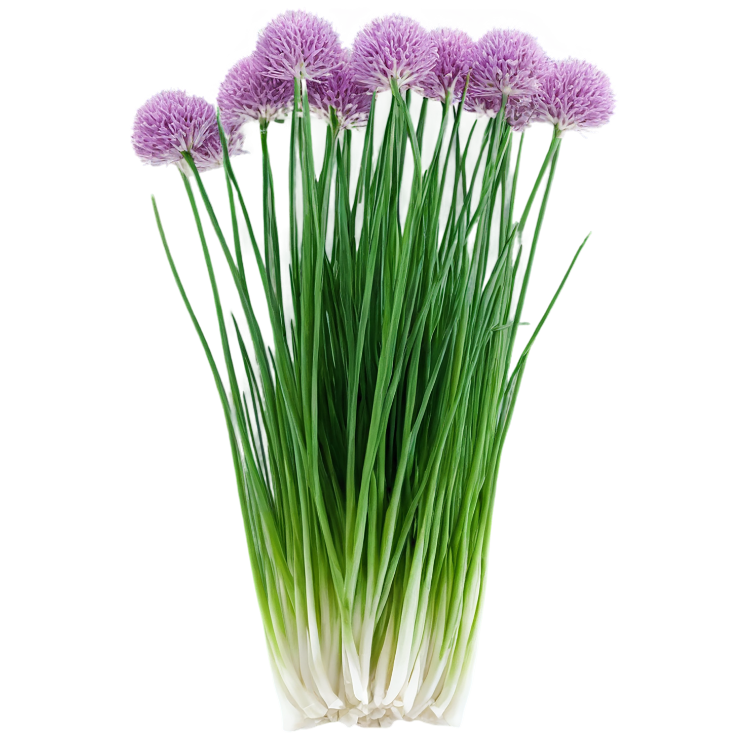 Chives Herbs isolated on transparent background, #6836