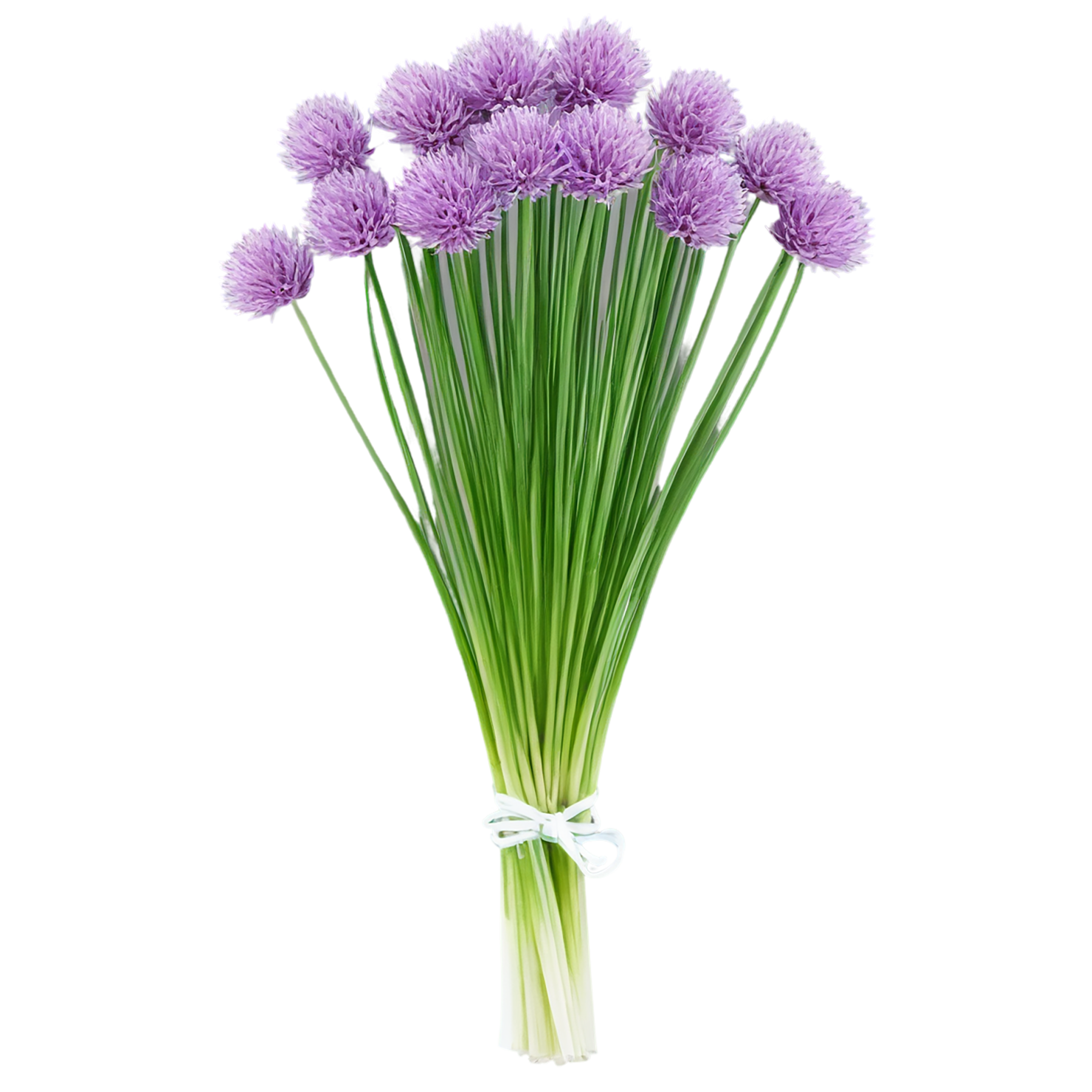 Chives Herbs isolated on transparent background, #6837