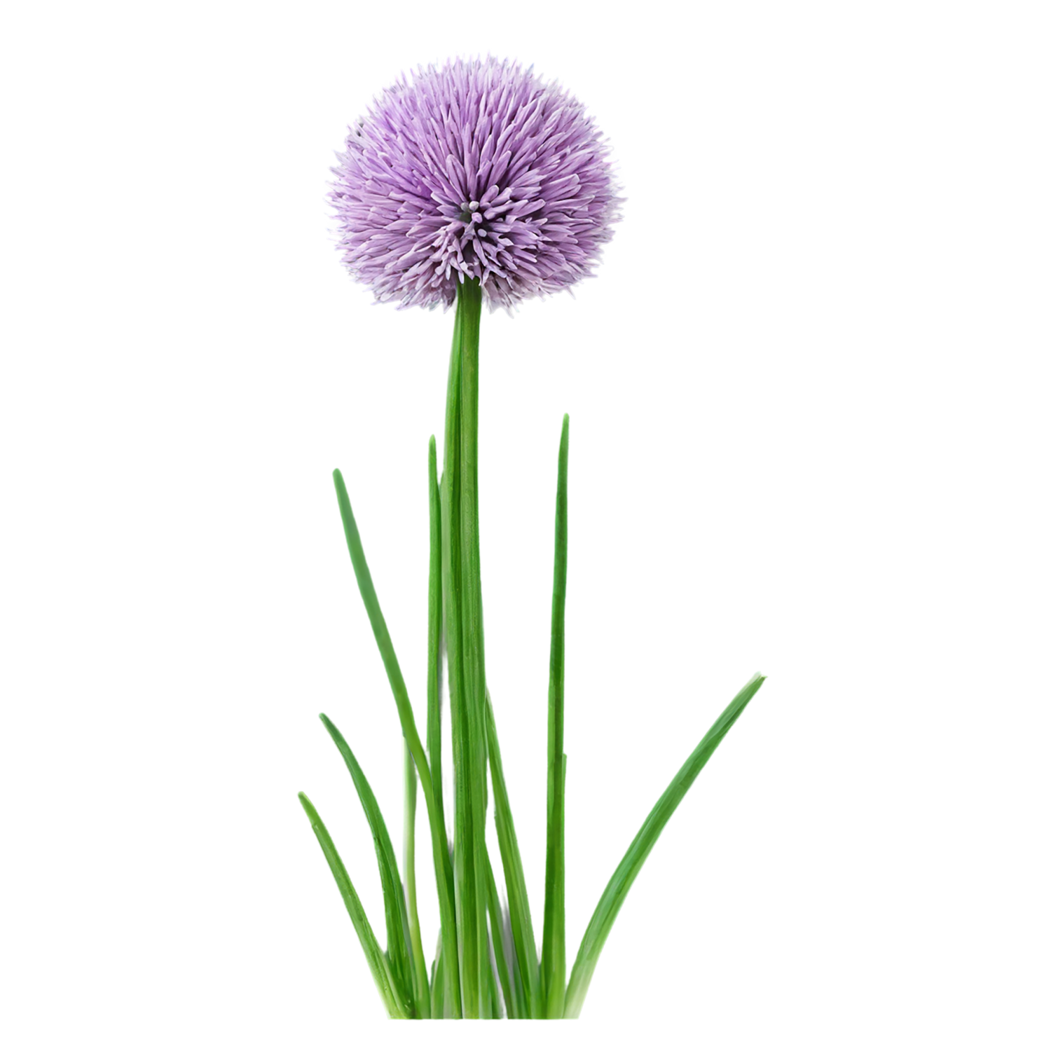 Chives Herbs isolated on transparent background, #6838