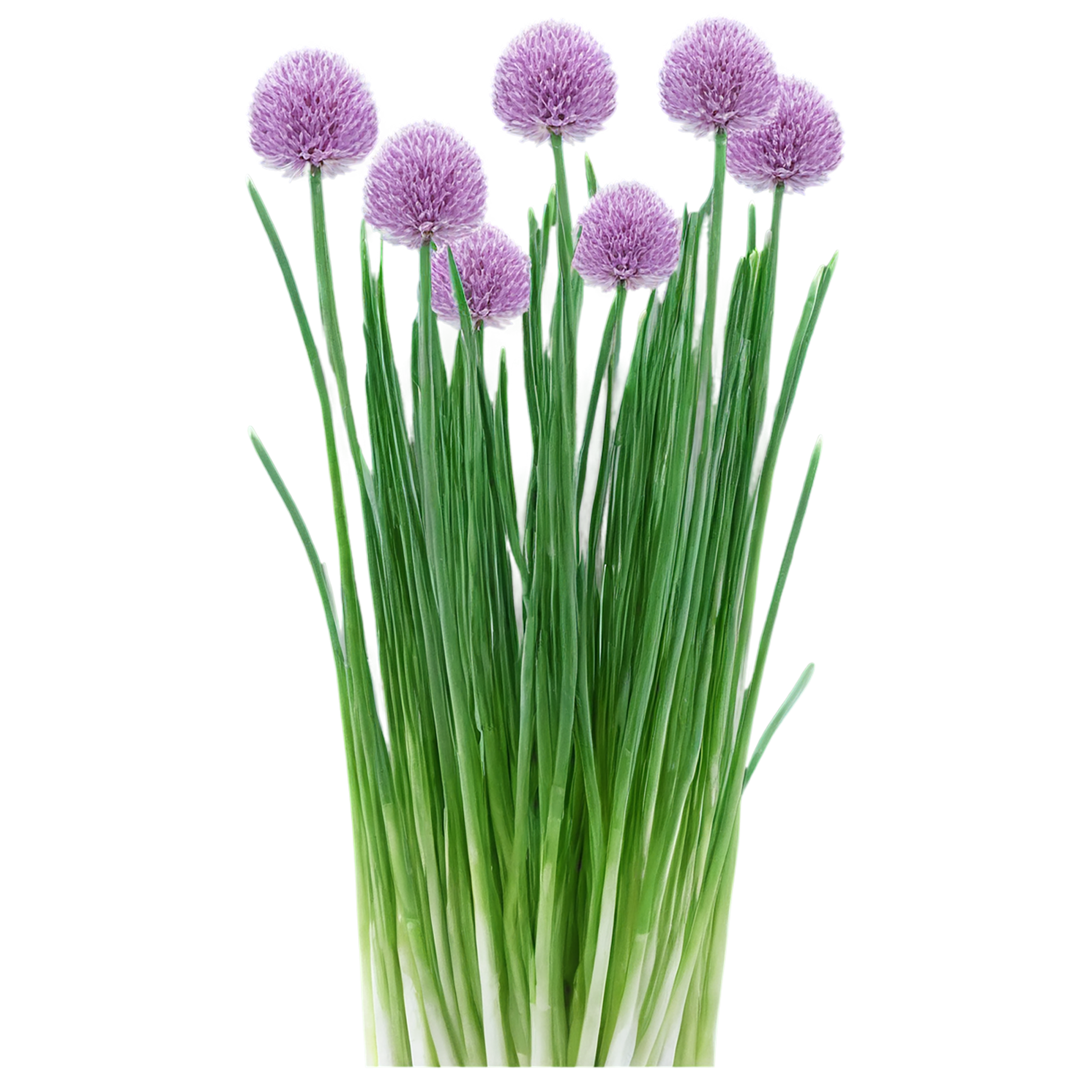 Chives Herbs isolated on transparent background, #6840