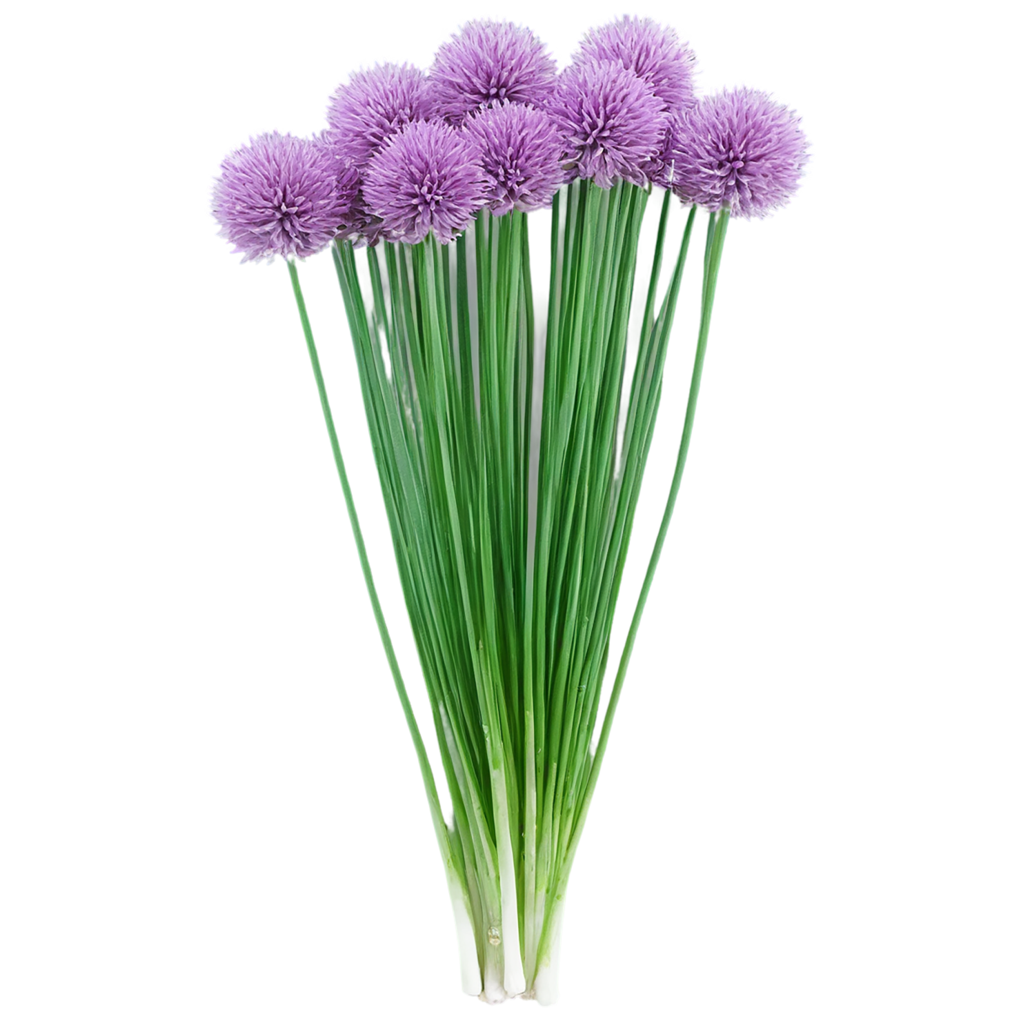 Chives Herbs isolated on transparent background, #6841