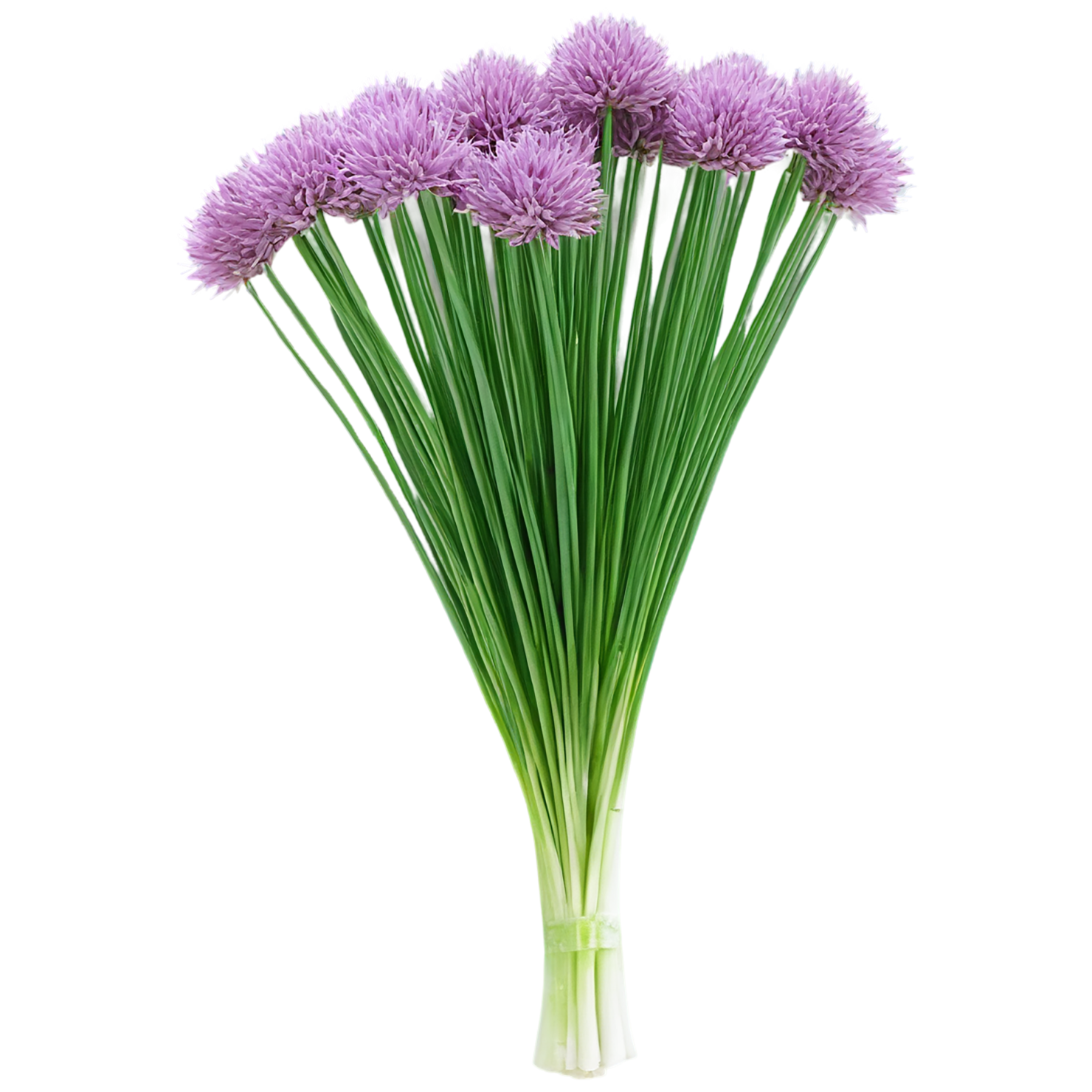 Chives Herbs isolated on transparent background, #6842