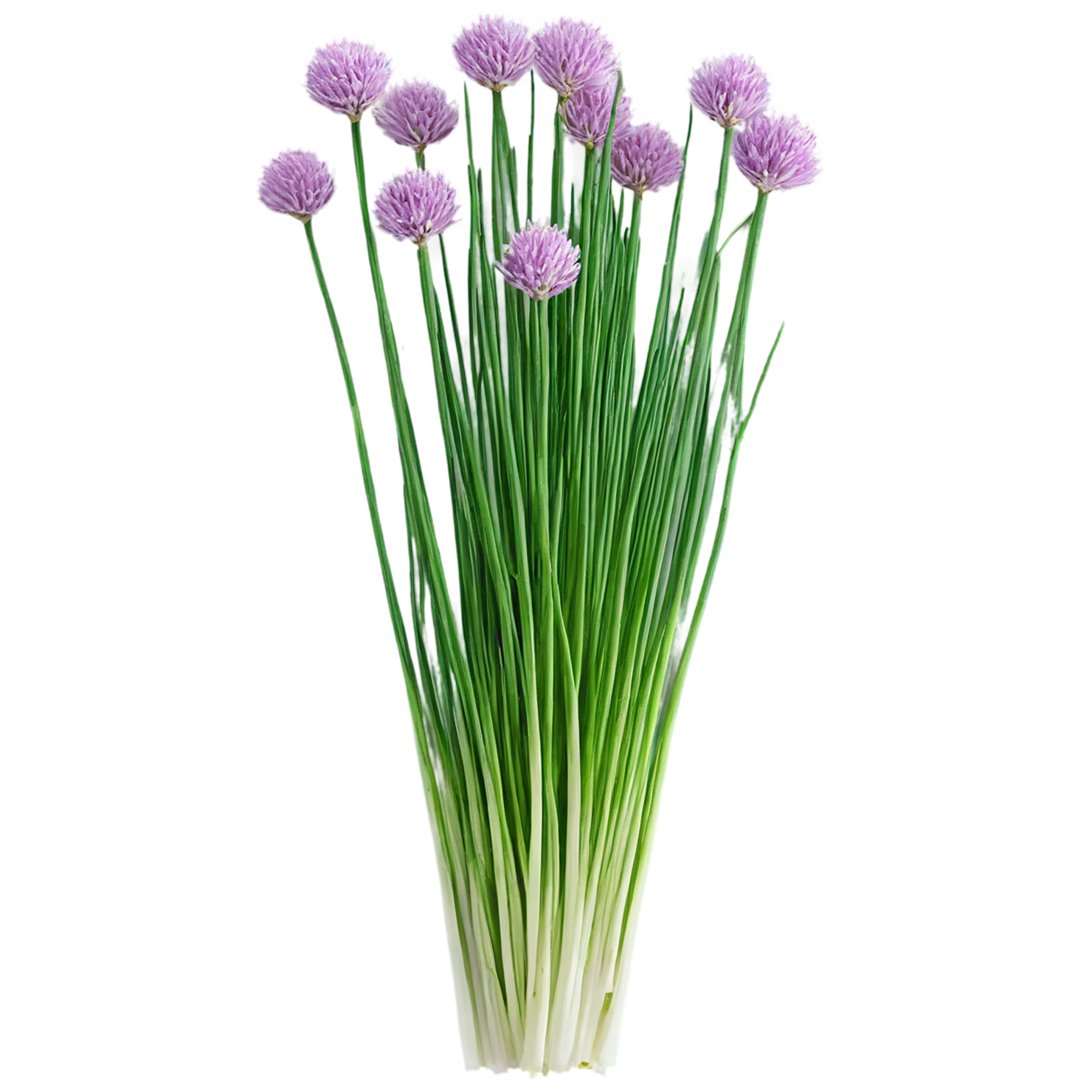 Chives Herbs isolated on transparent background, #6843