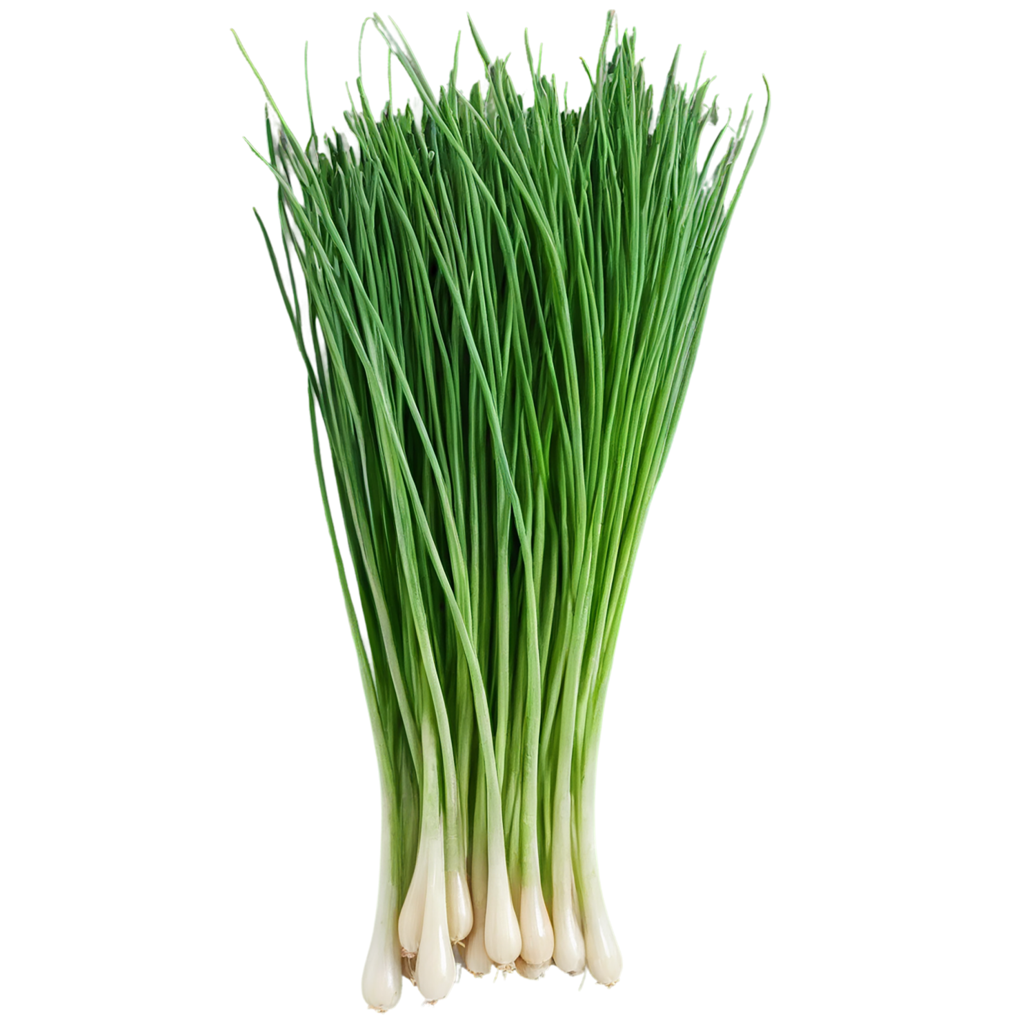 Chives Herbs isolated on transparent background, #6844