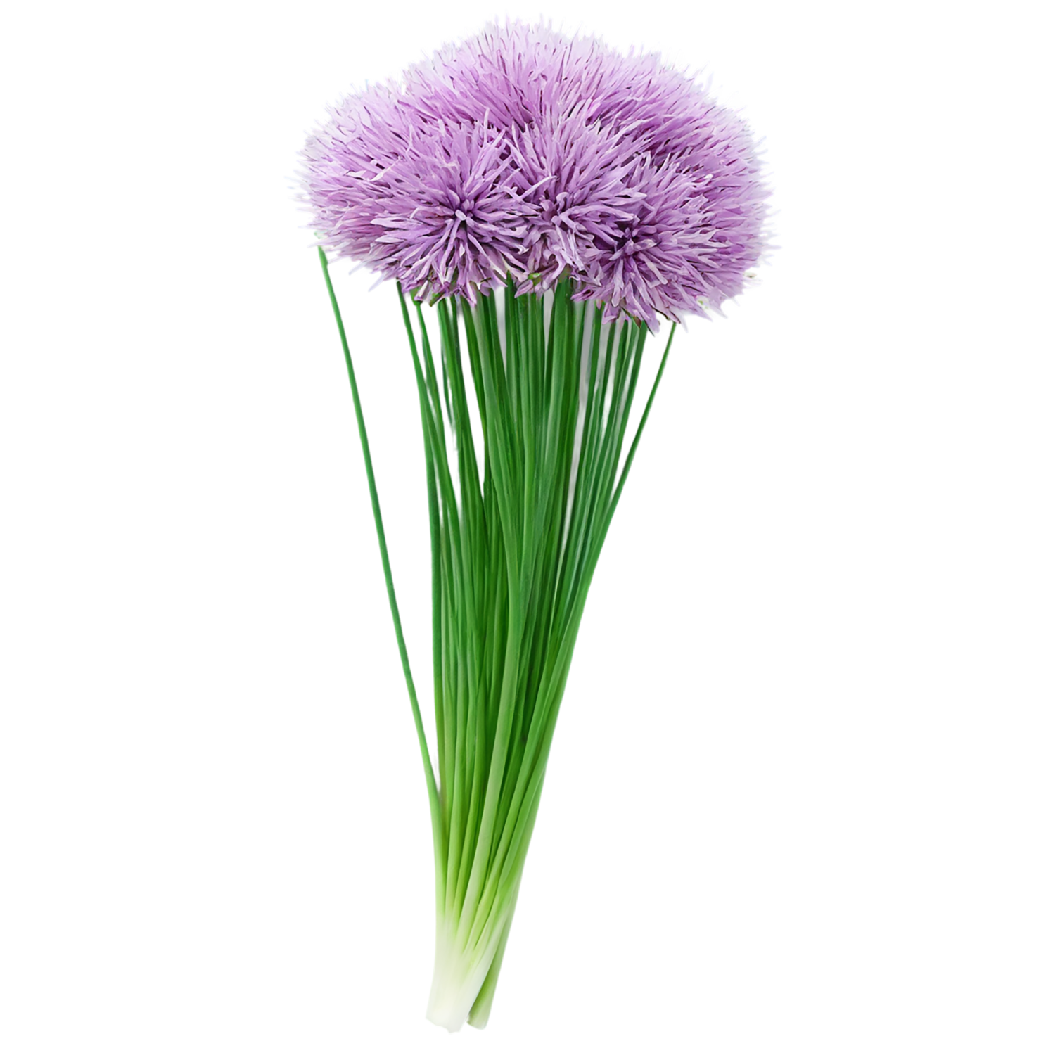 Chives Herbs isolated on transparent background, #6845