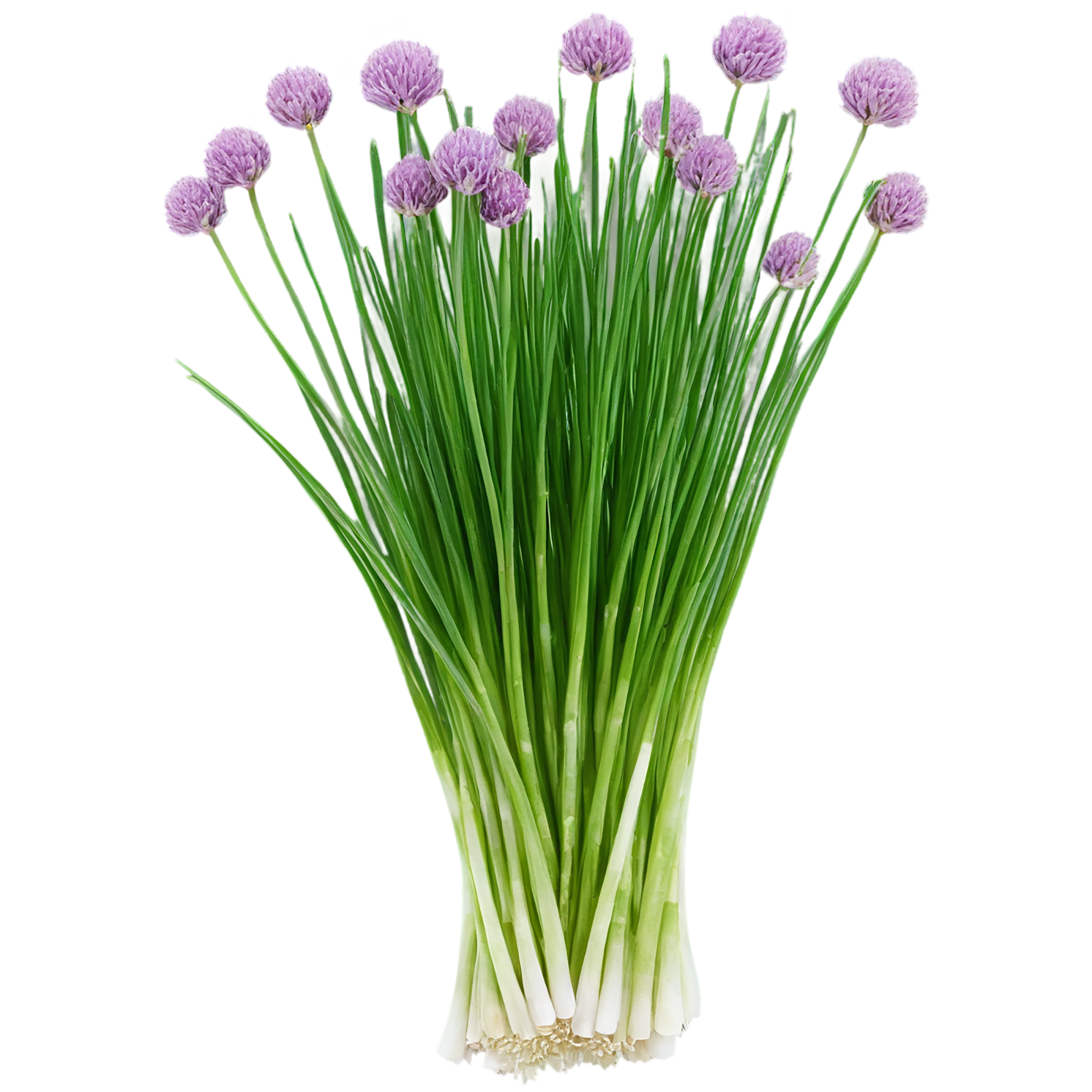 Chives Herbs isolated on transparent background, #6846
