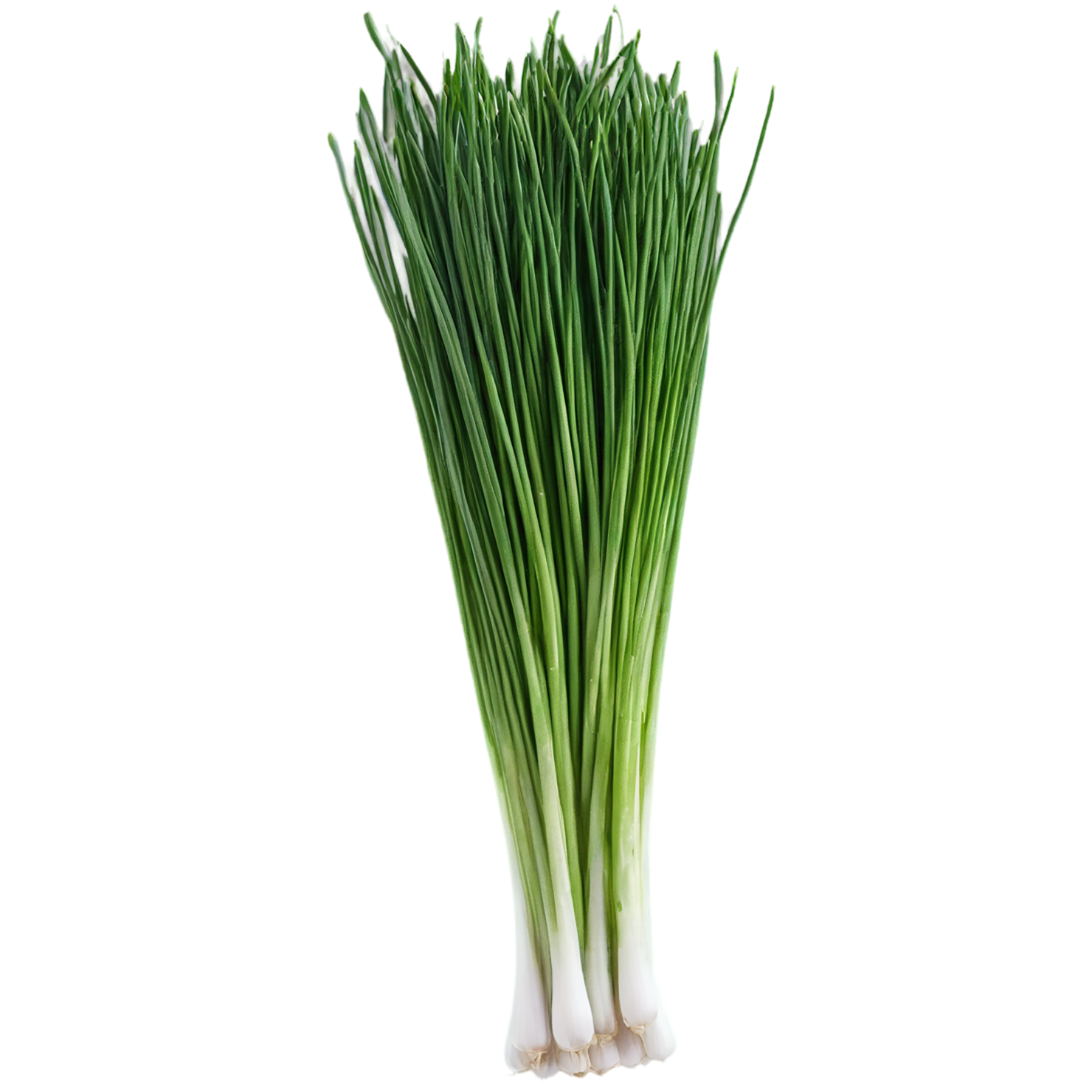 Chives Herbs isolated on transparent background, #6848