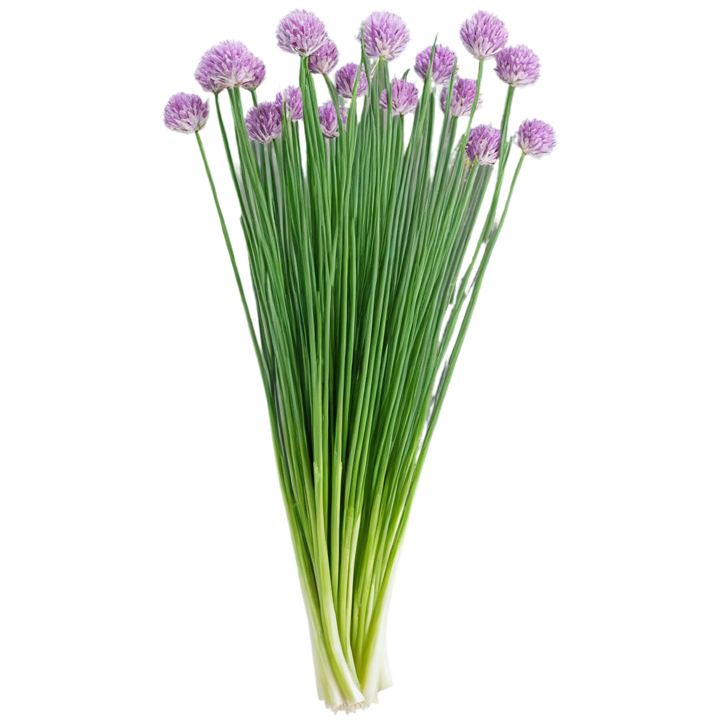 Chives Herbs isolated on transparent background, #6850
