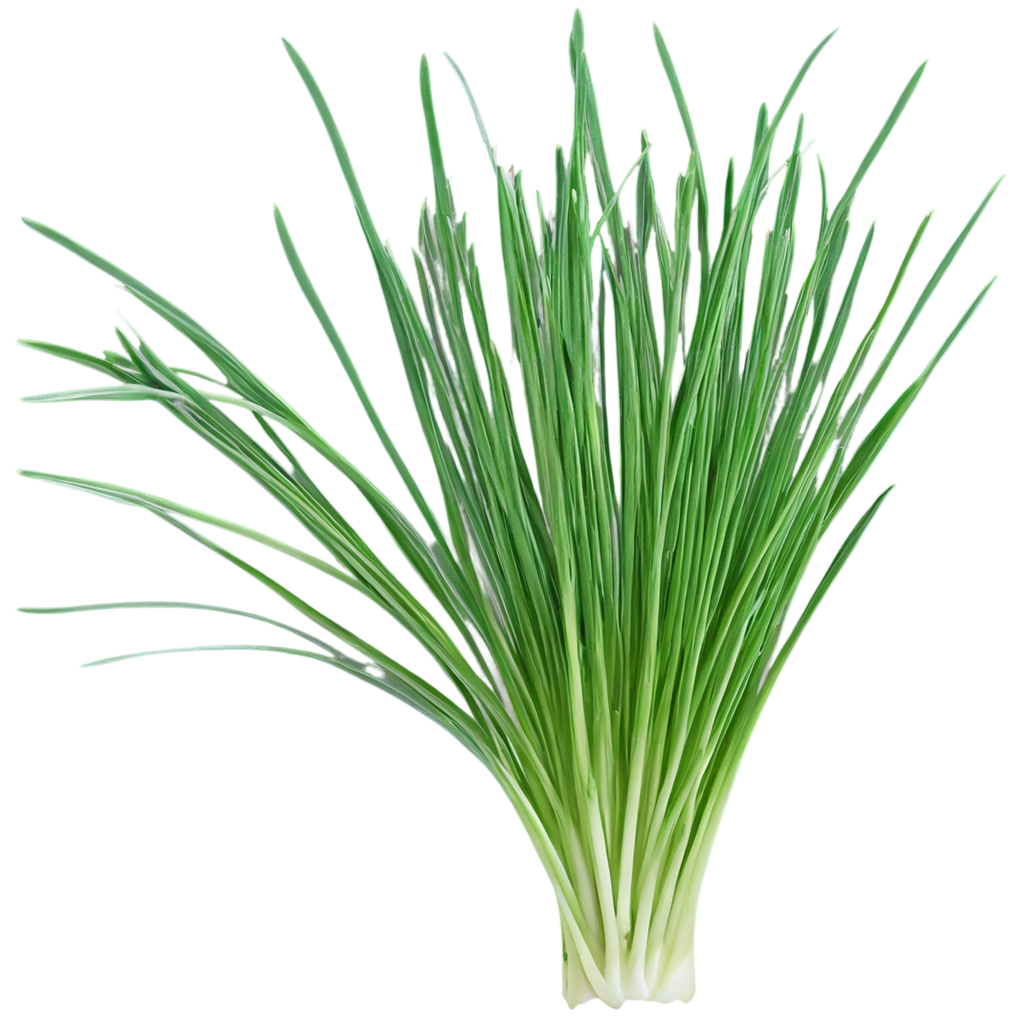 Chives Herbs isolated on transparent background, #6853