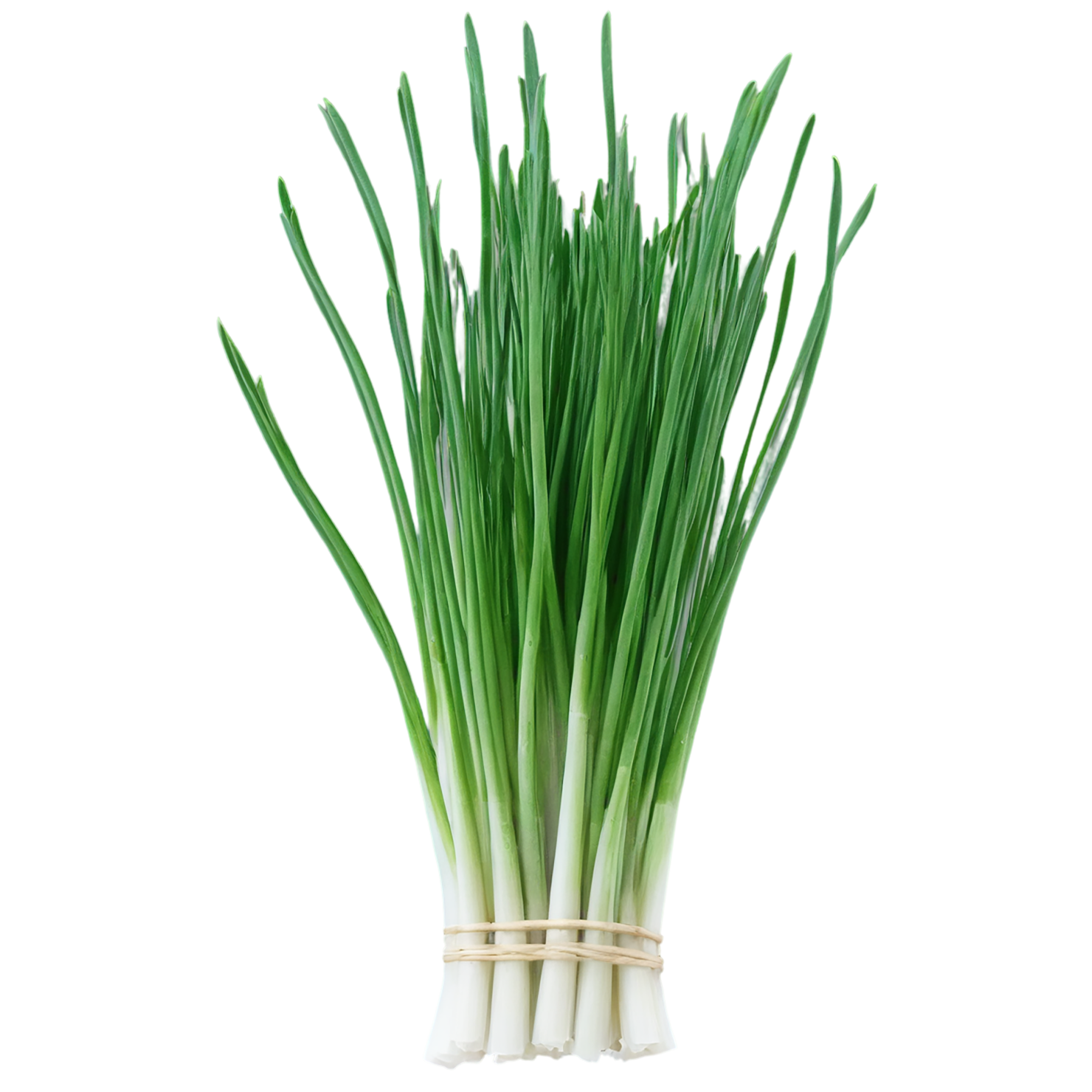 Chives Herbs isolated on transparent background, #6854