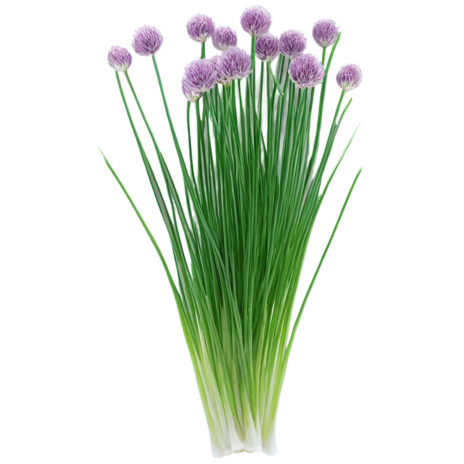Chives Herbs isolated on transparent background, #6856
