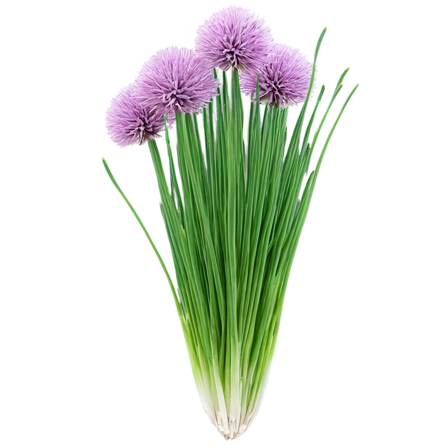 Chives Herbs isolated on transparent background, #6857