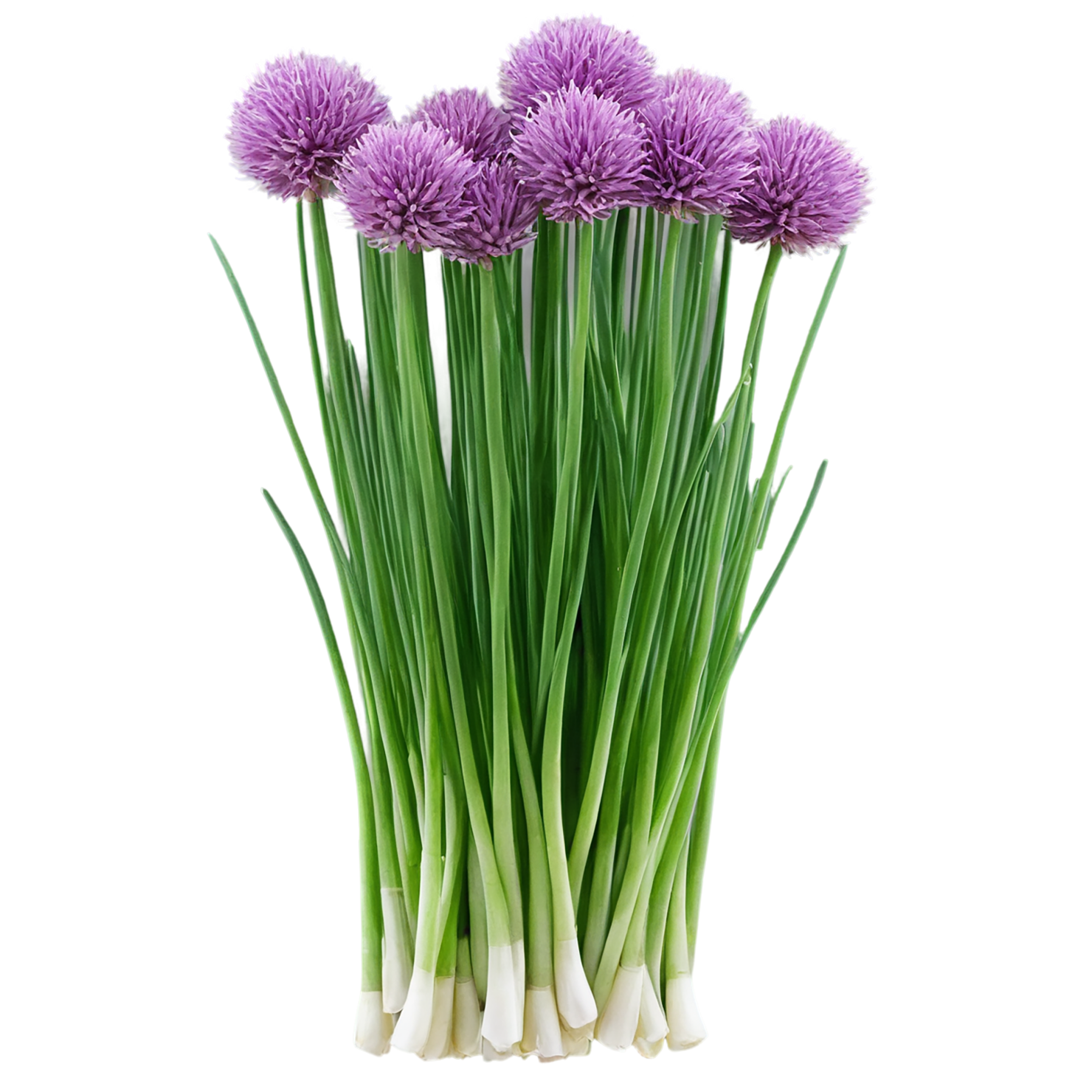Chives Herbs isolated on transparent background, #6858