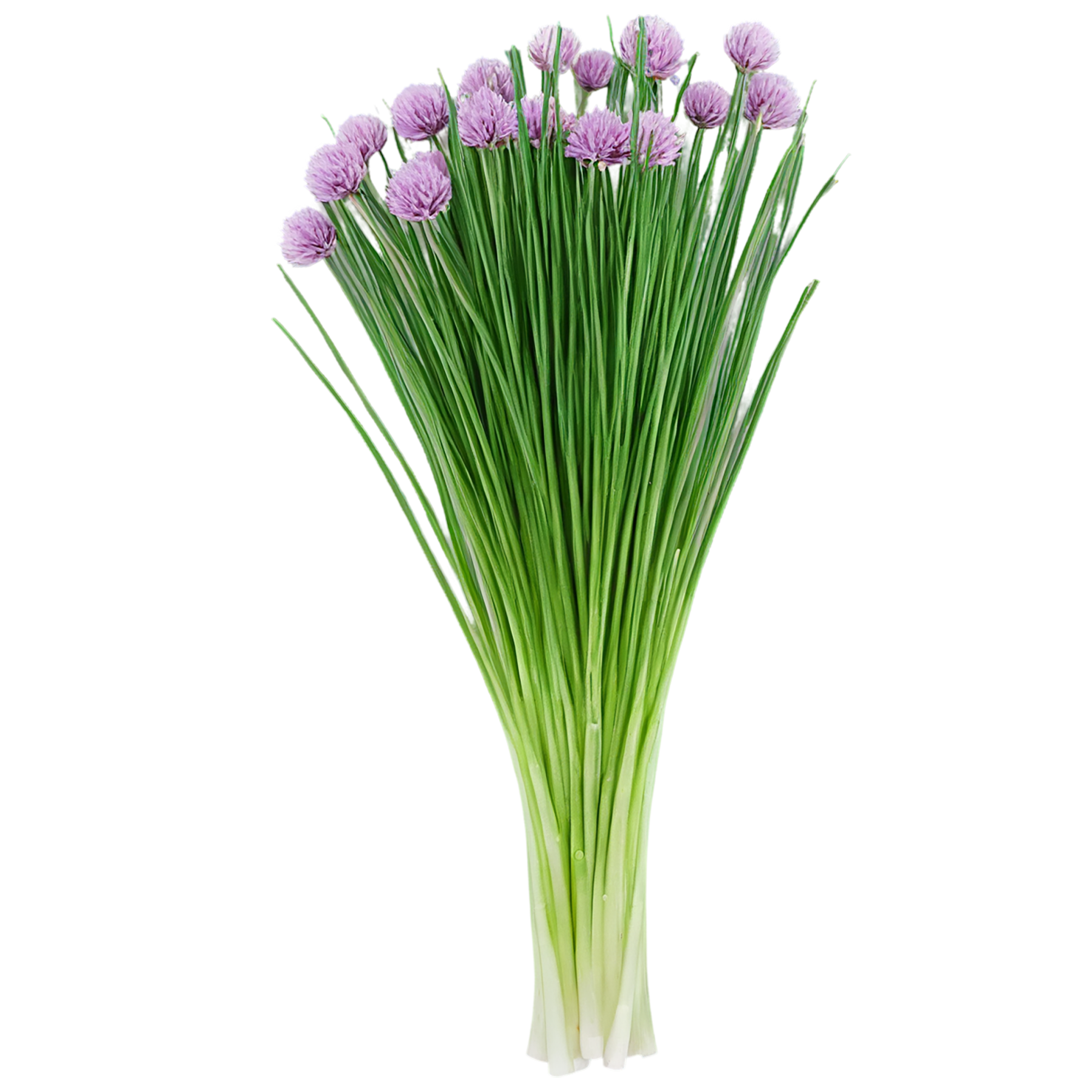 Chives Herbs isolated on transparent background, #6859