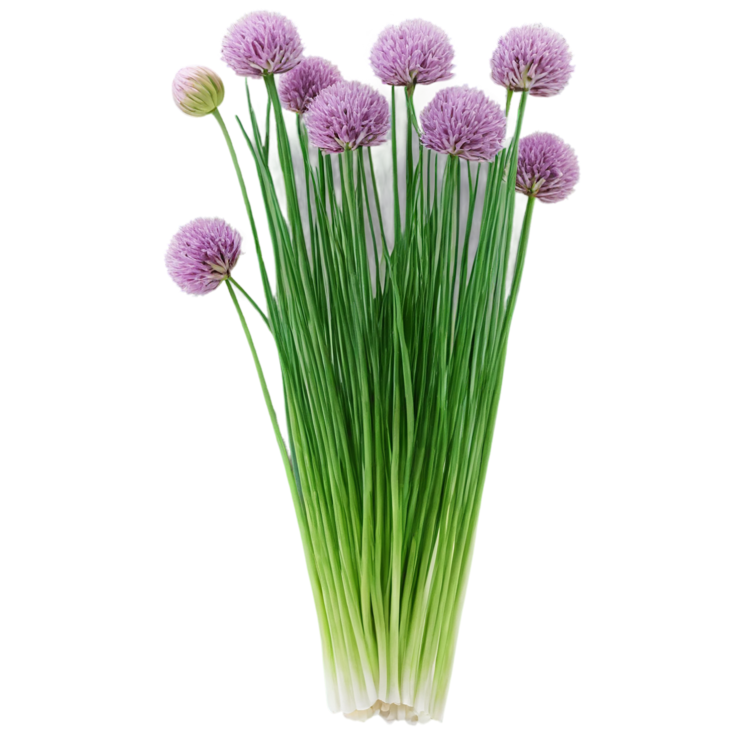 Chives Herbs isolated on transparent background, #6860