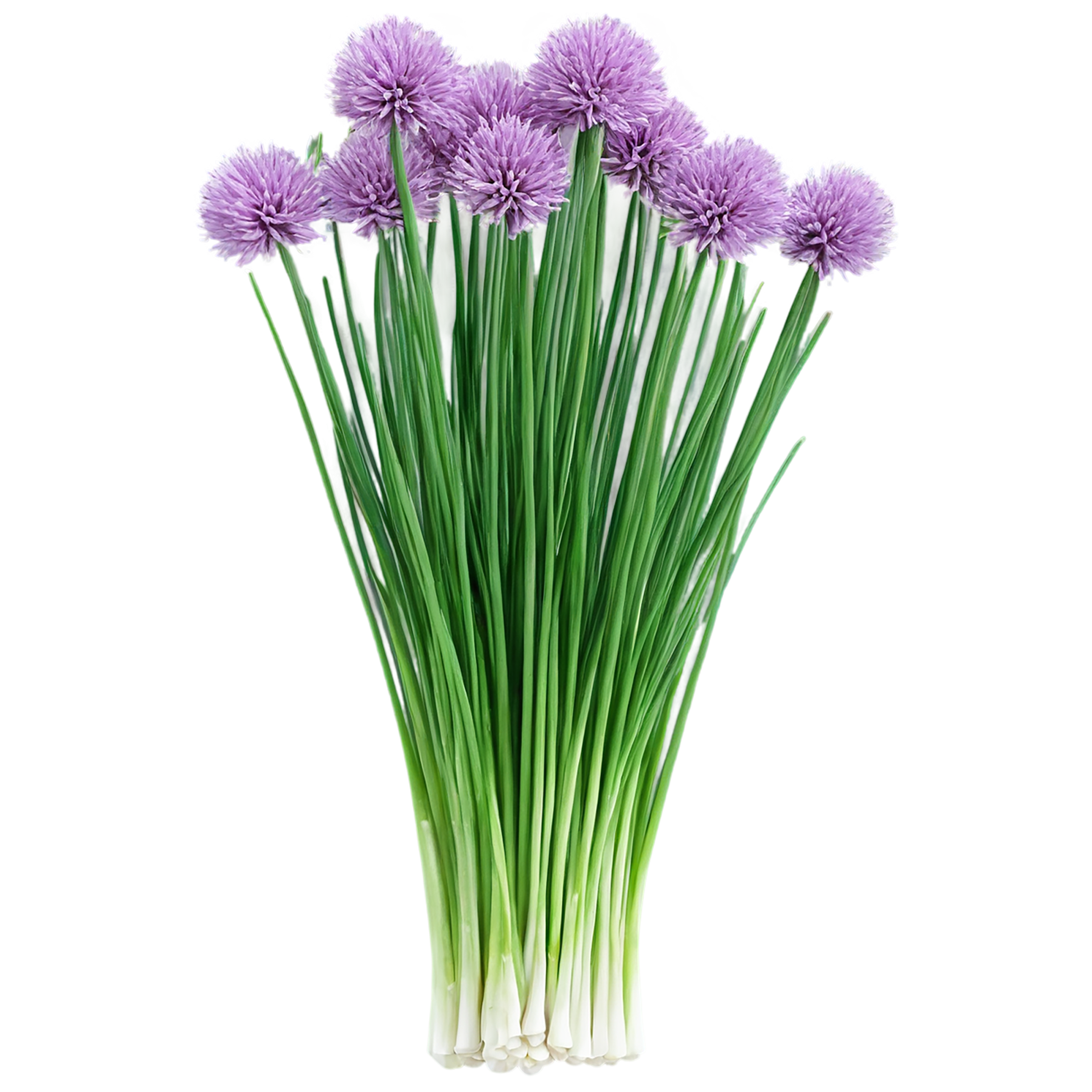 Chives Herbs isolated on transparent background, #6861