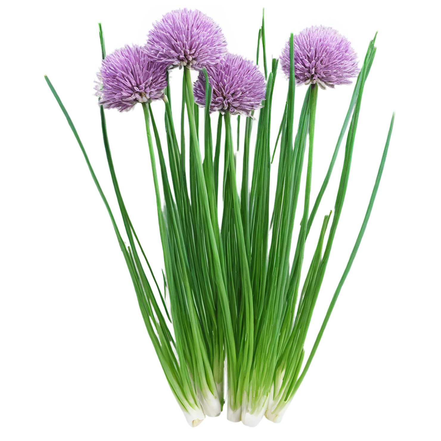 Chives Herbs isolated on transparent background, #6862