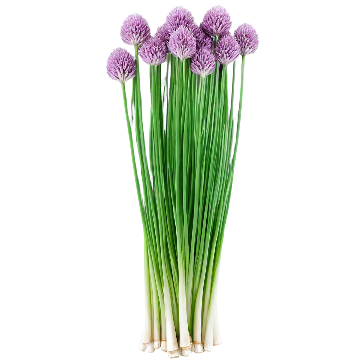 Chives Herbs isolated on transparent background, #6863