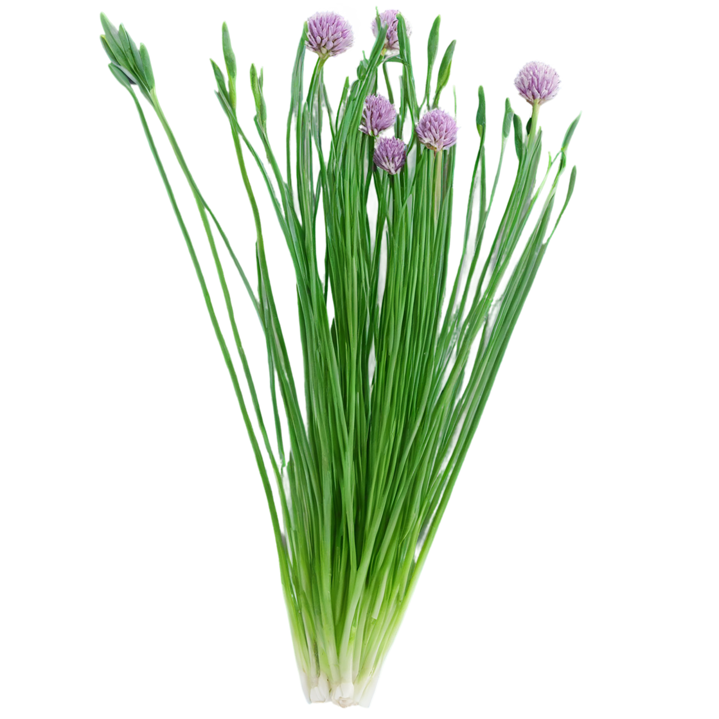 Chives Herbs isolated on transparent background, #6864