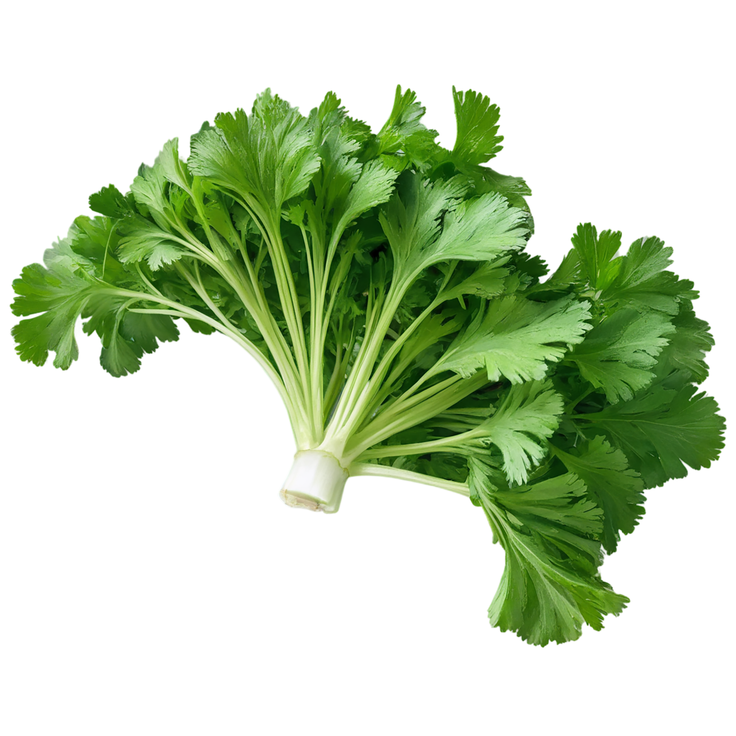 Cilantro Herbs isolated on transparent background, #6866