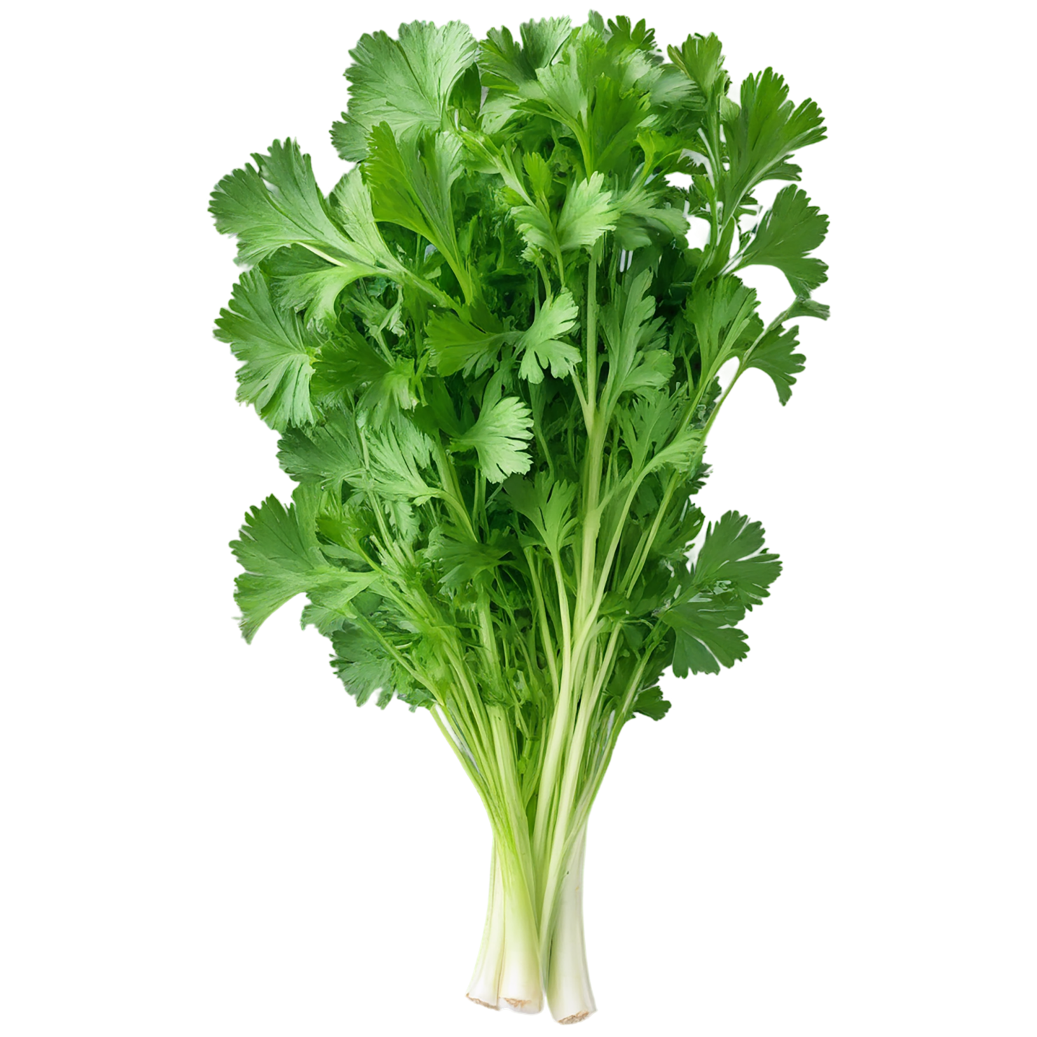 Cilantro Herbs isolated on transparent background, #6867