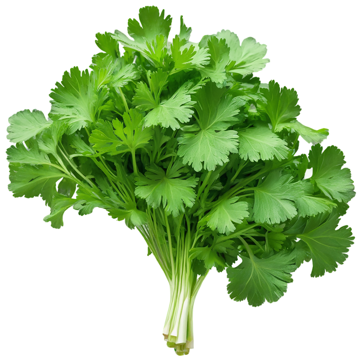 Cilantro Herbs isolated on transparent background, #6873